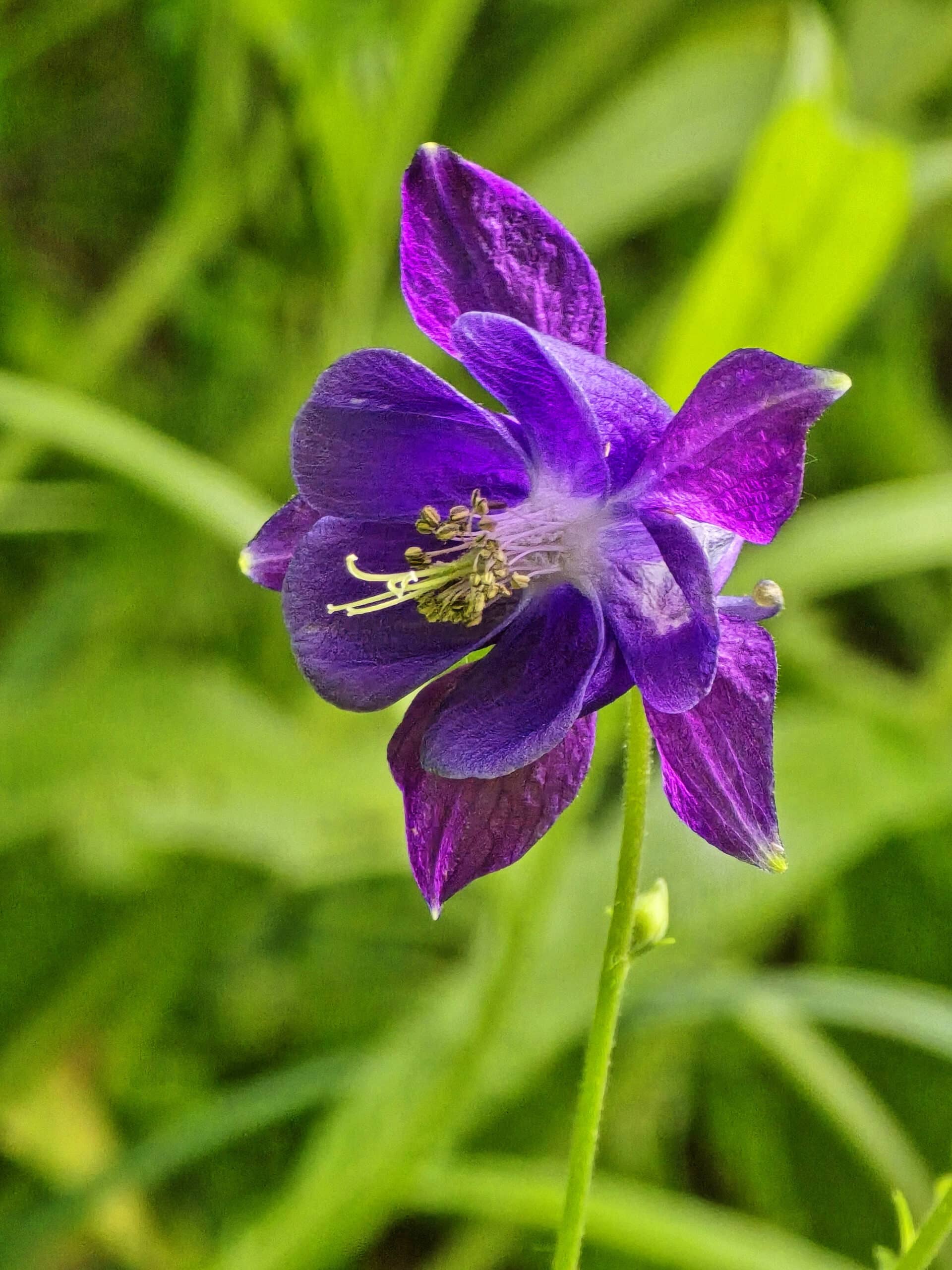 A pretty purple columbine flower.