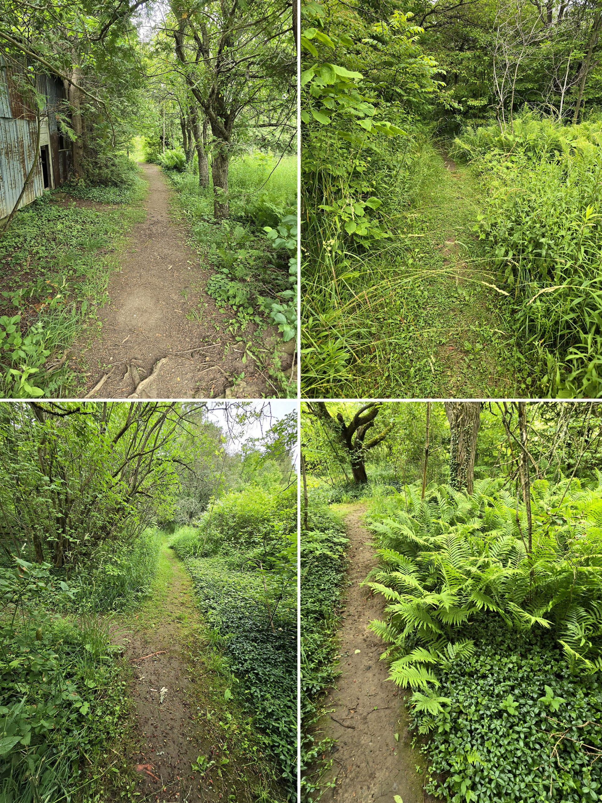 4 part image showing a narrow trail through trees and grassy areas.