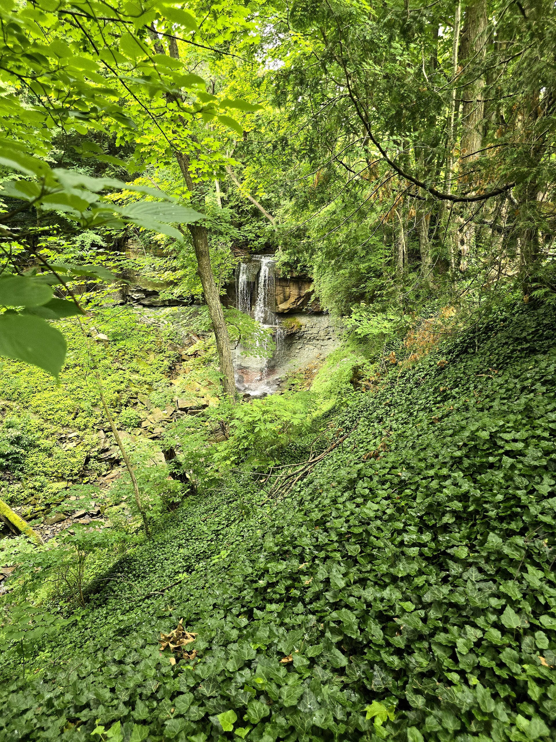 Webwood Falls, from a distance.  A slope of ivy is in the foreground.