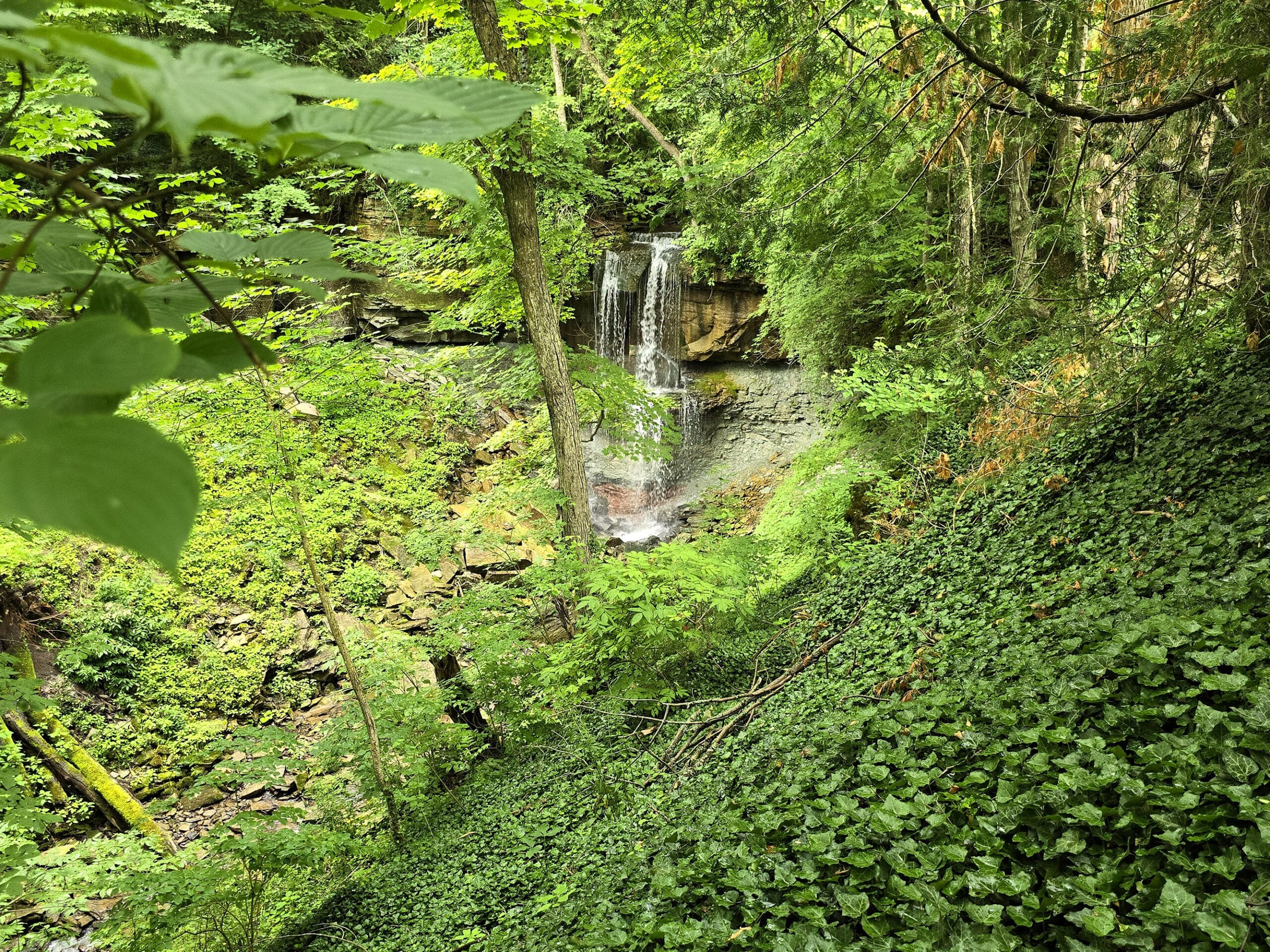 Webwood Falls, from a distance.  A slope of ivy is in the foreground.