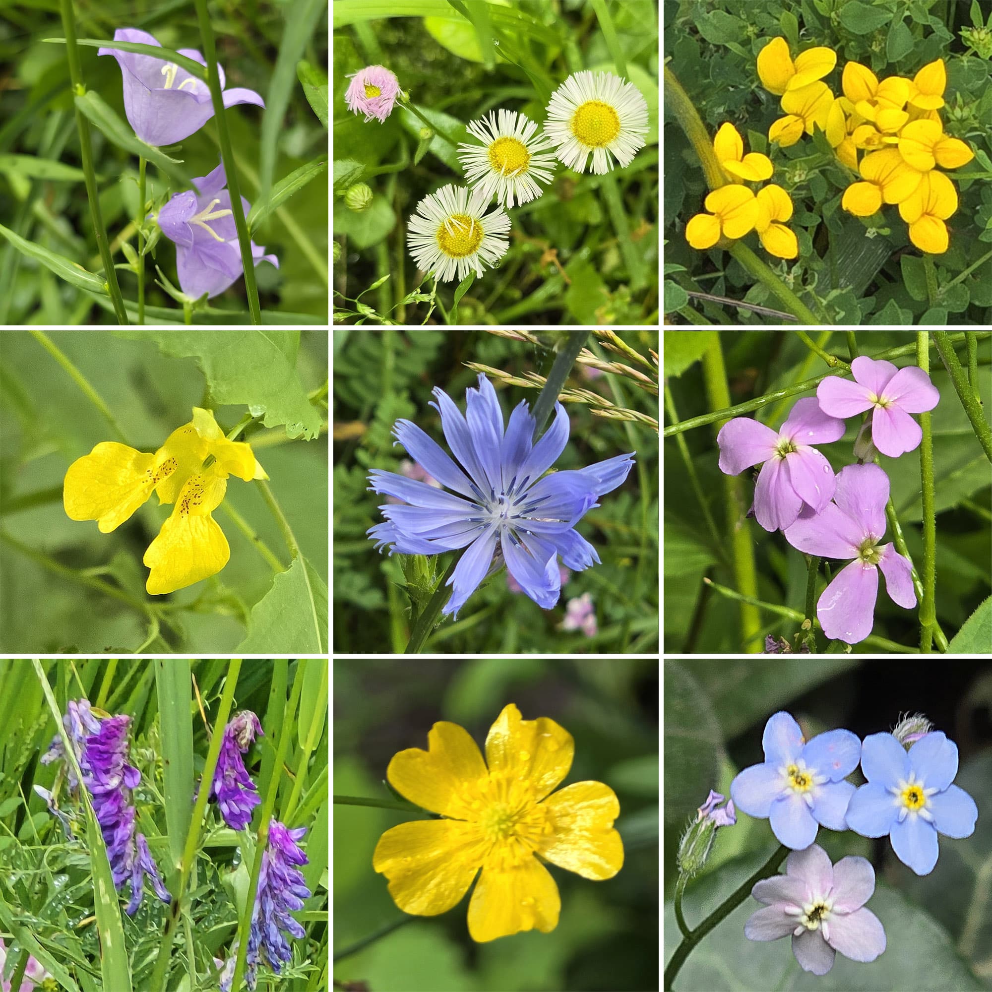 9 part image showing various wild flowers seen at Webwood Falls.