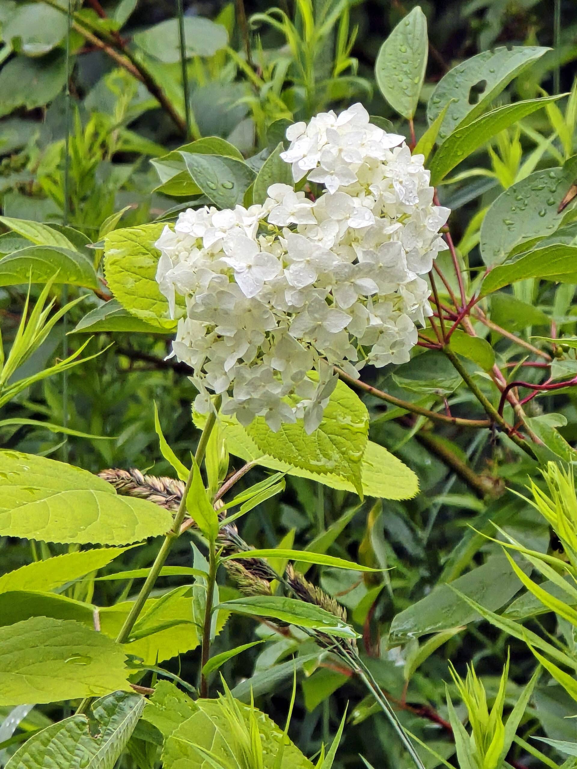 A white hydrangea, growing in the wild.