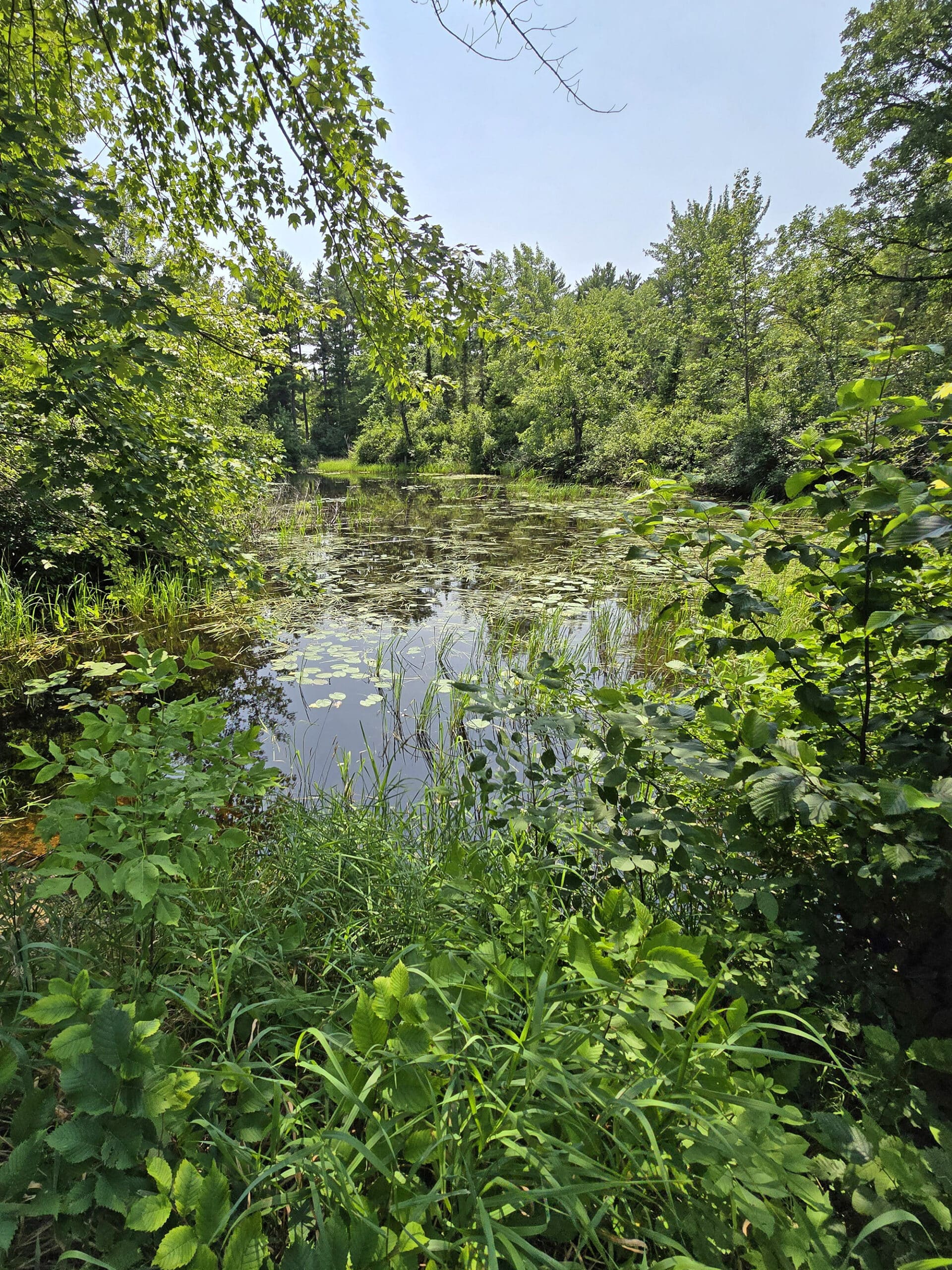 The Bonnechere River passing through a swampy area.