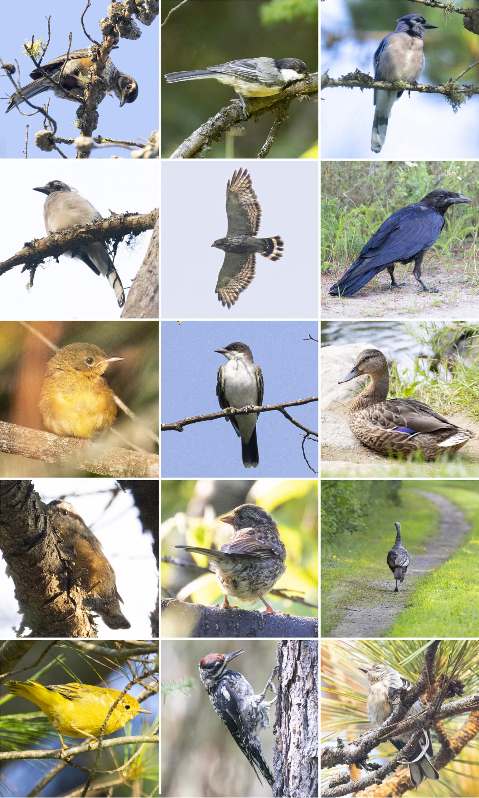 15 part image showing various birds seen in Bonnechere Provincial Park.