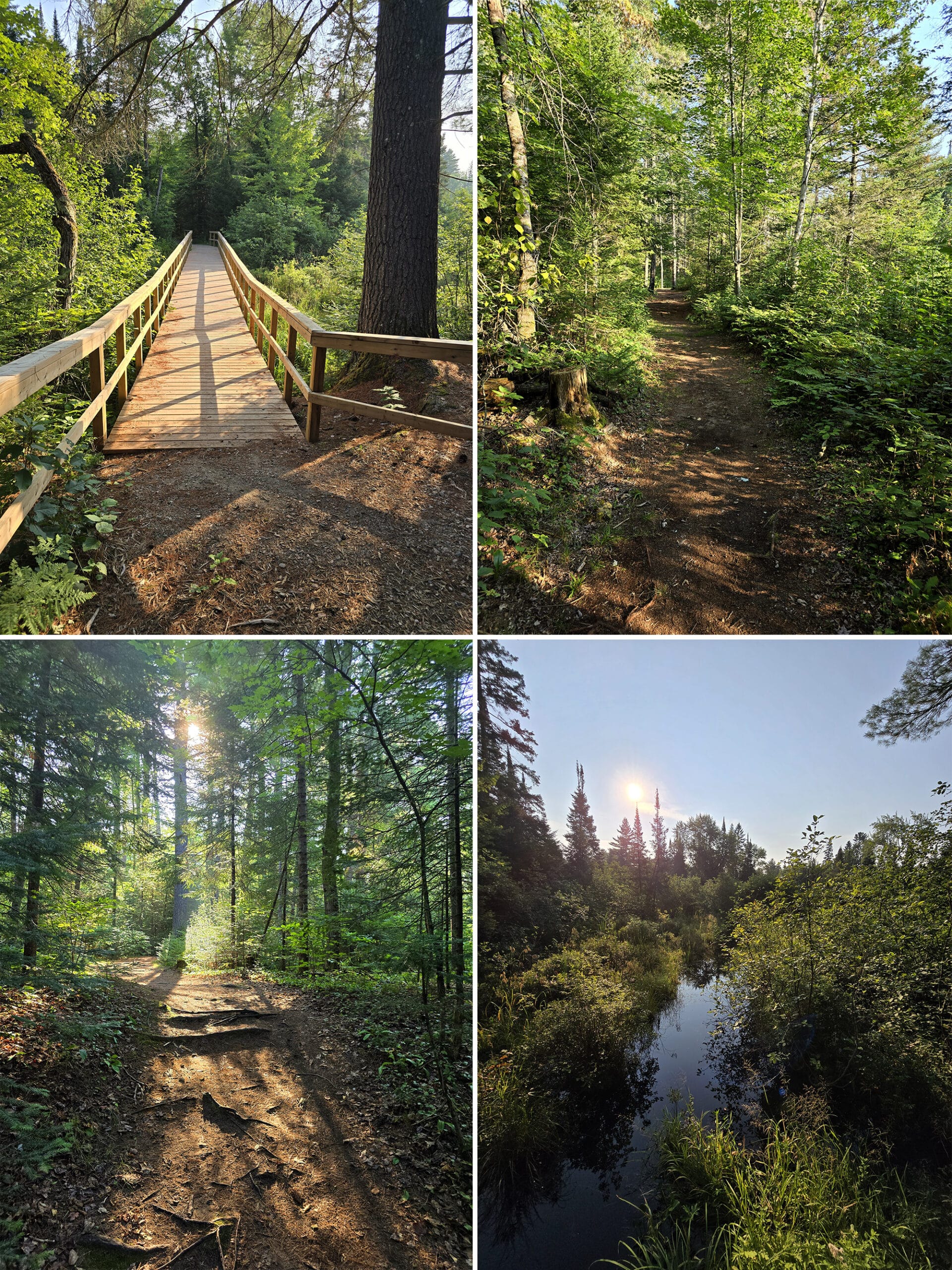 4 part image showing various views along the McNaughton Footprints in Time Trail at Bonnechere Provincial Park.