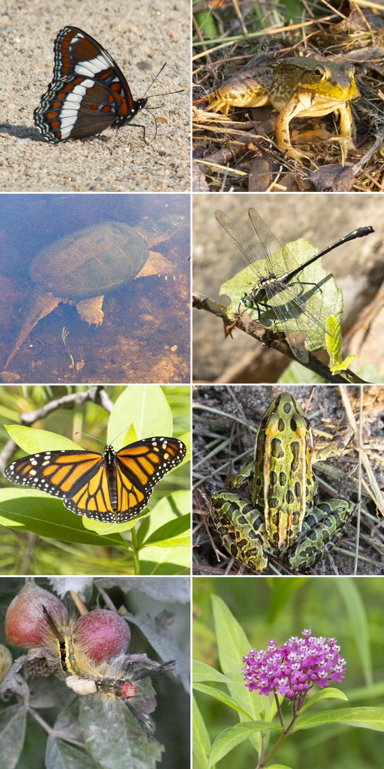 8 part image showing various wildlife species at Bonnechere Provincial Park.