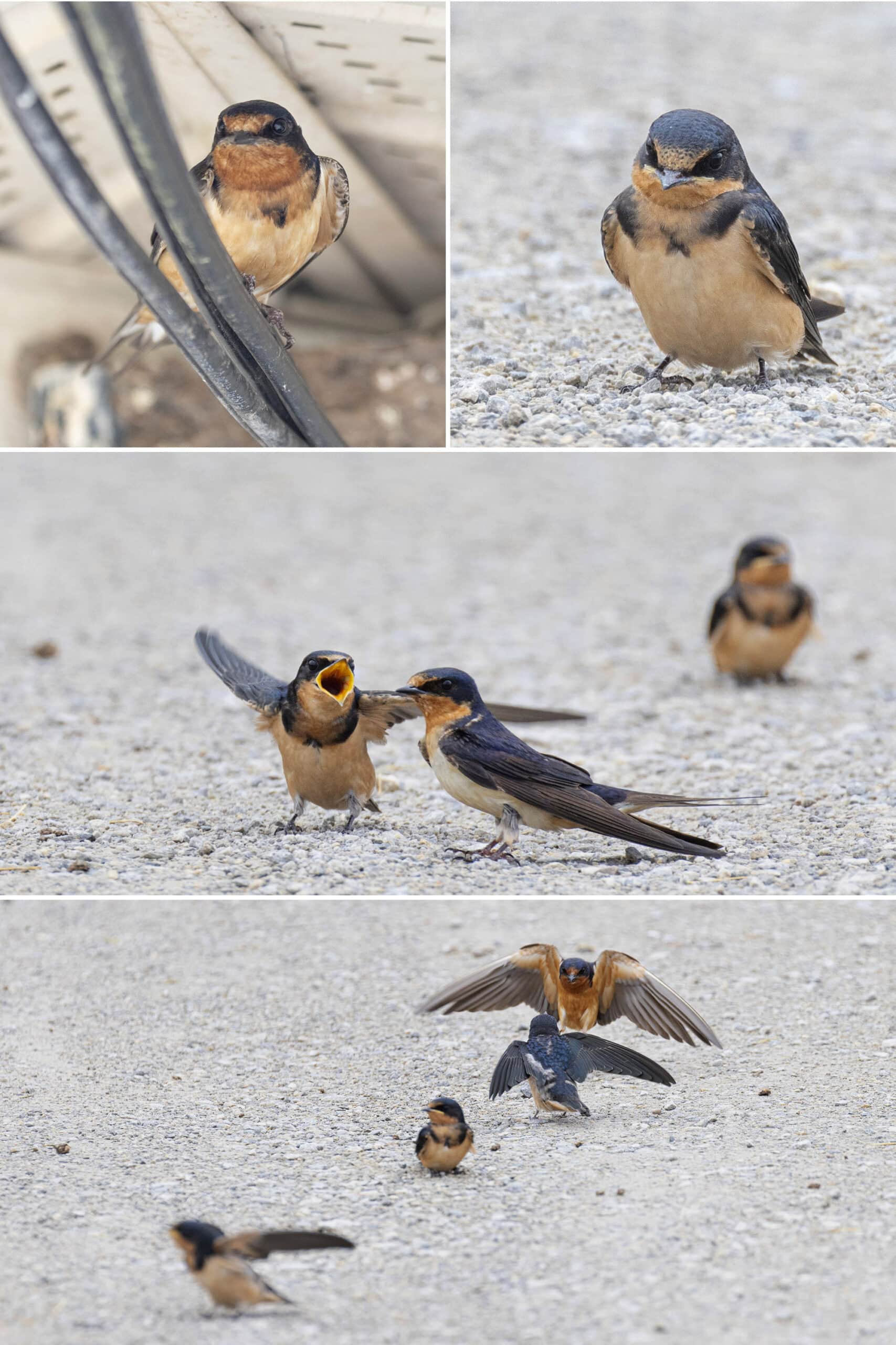 5 part image showing various photos of Barn Swallows.