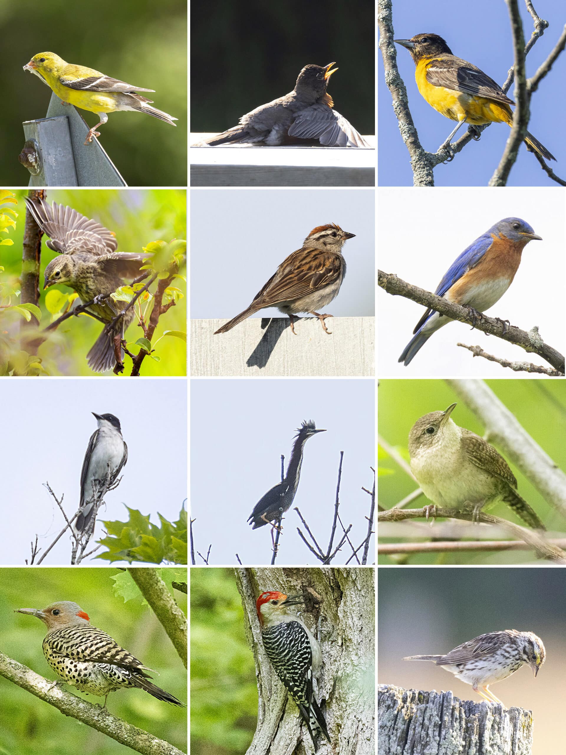 2 part image showing various birds.