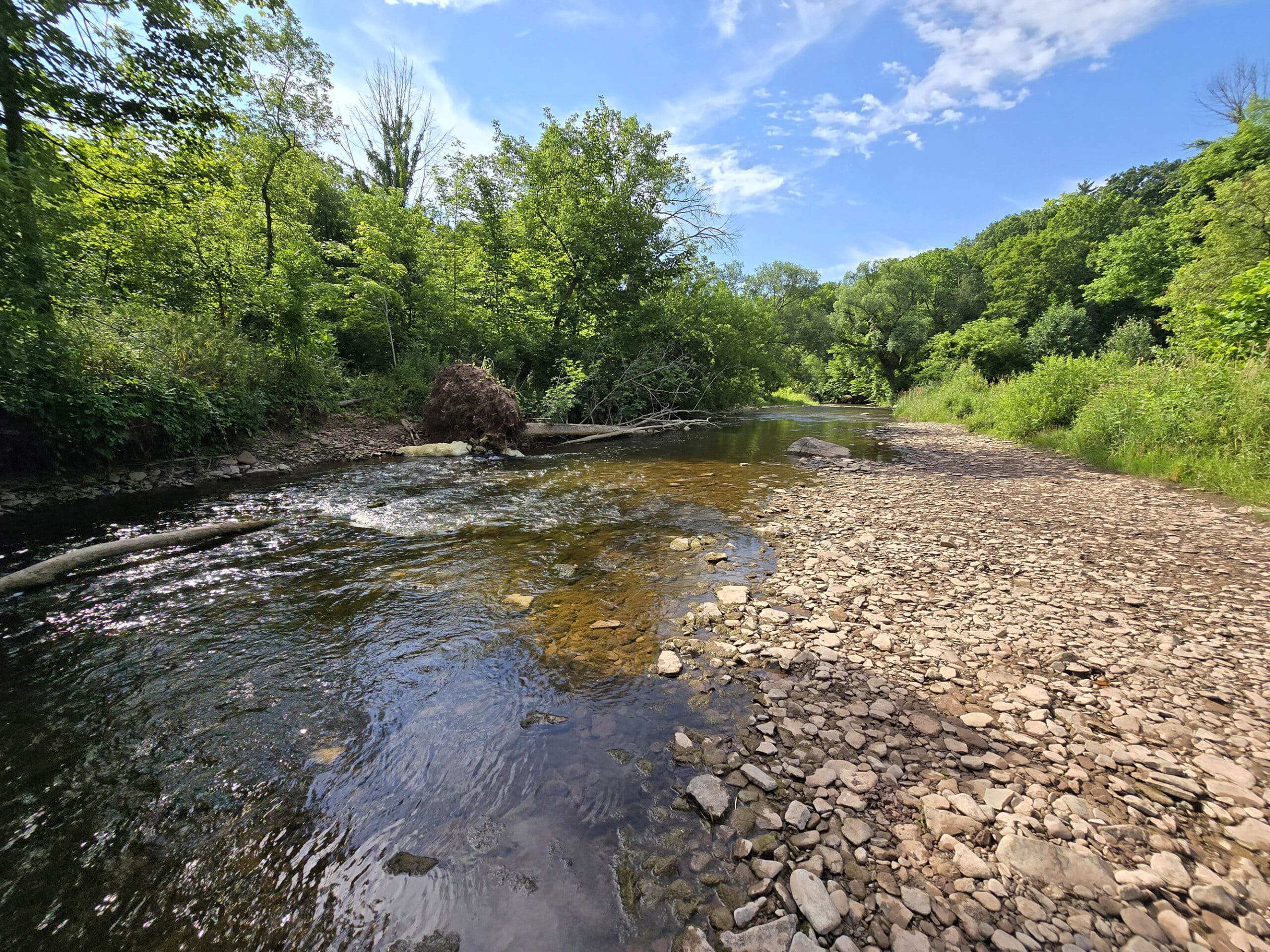 Bronte Creek, running through the forest.