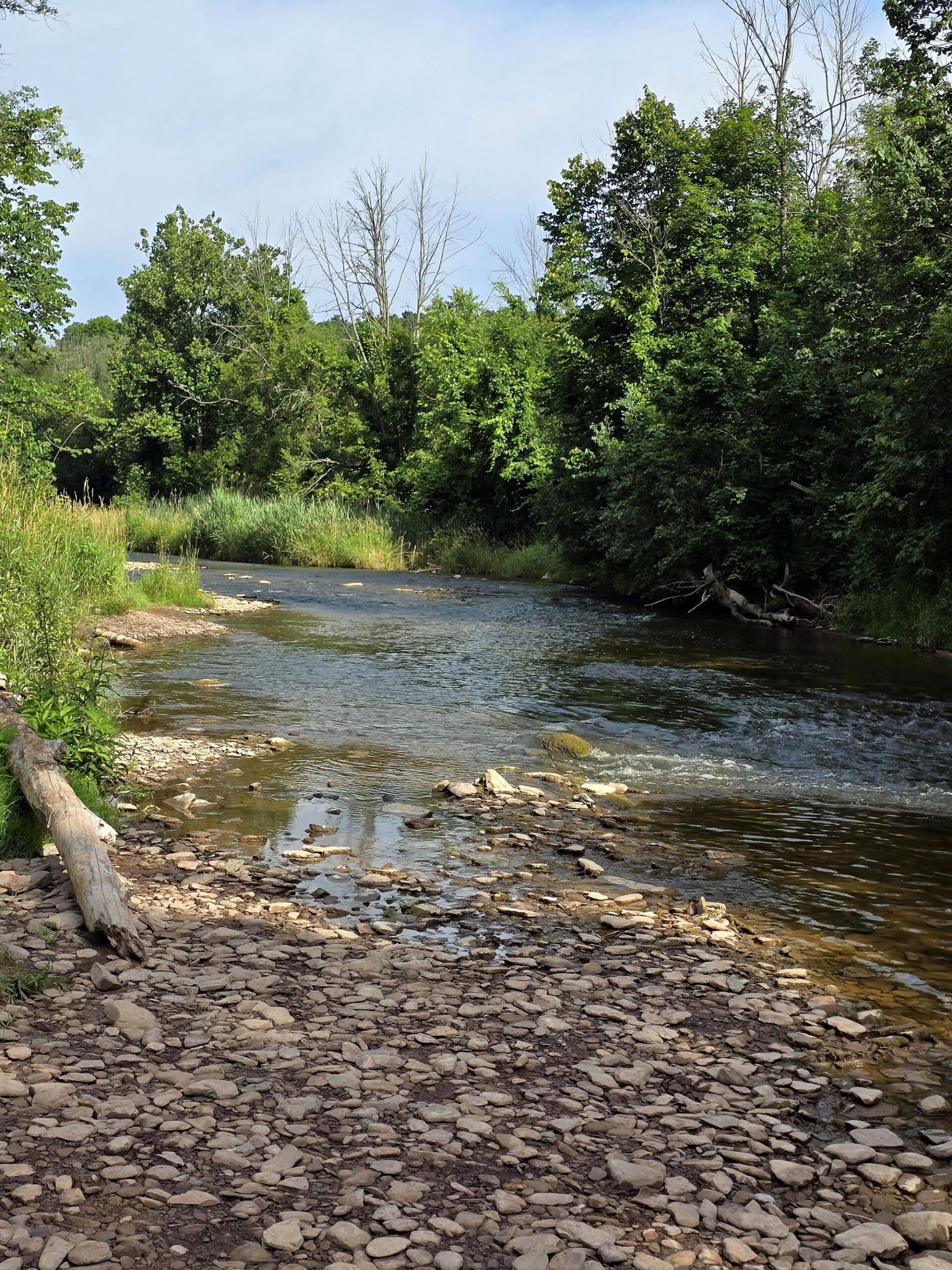 Bronte Creek, running through the woods.