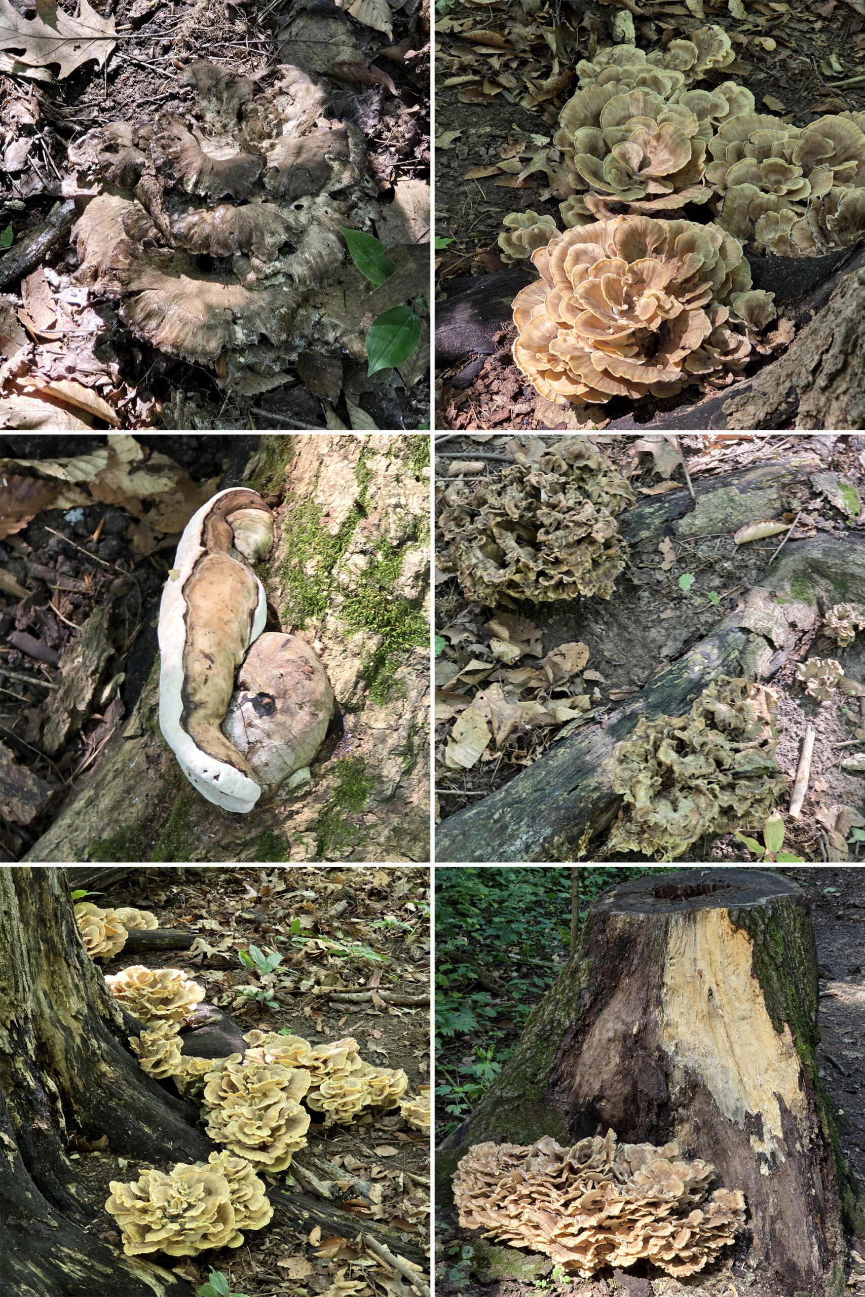 6 part image showing different kinds of fungus growing in the woods.