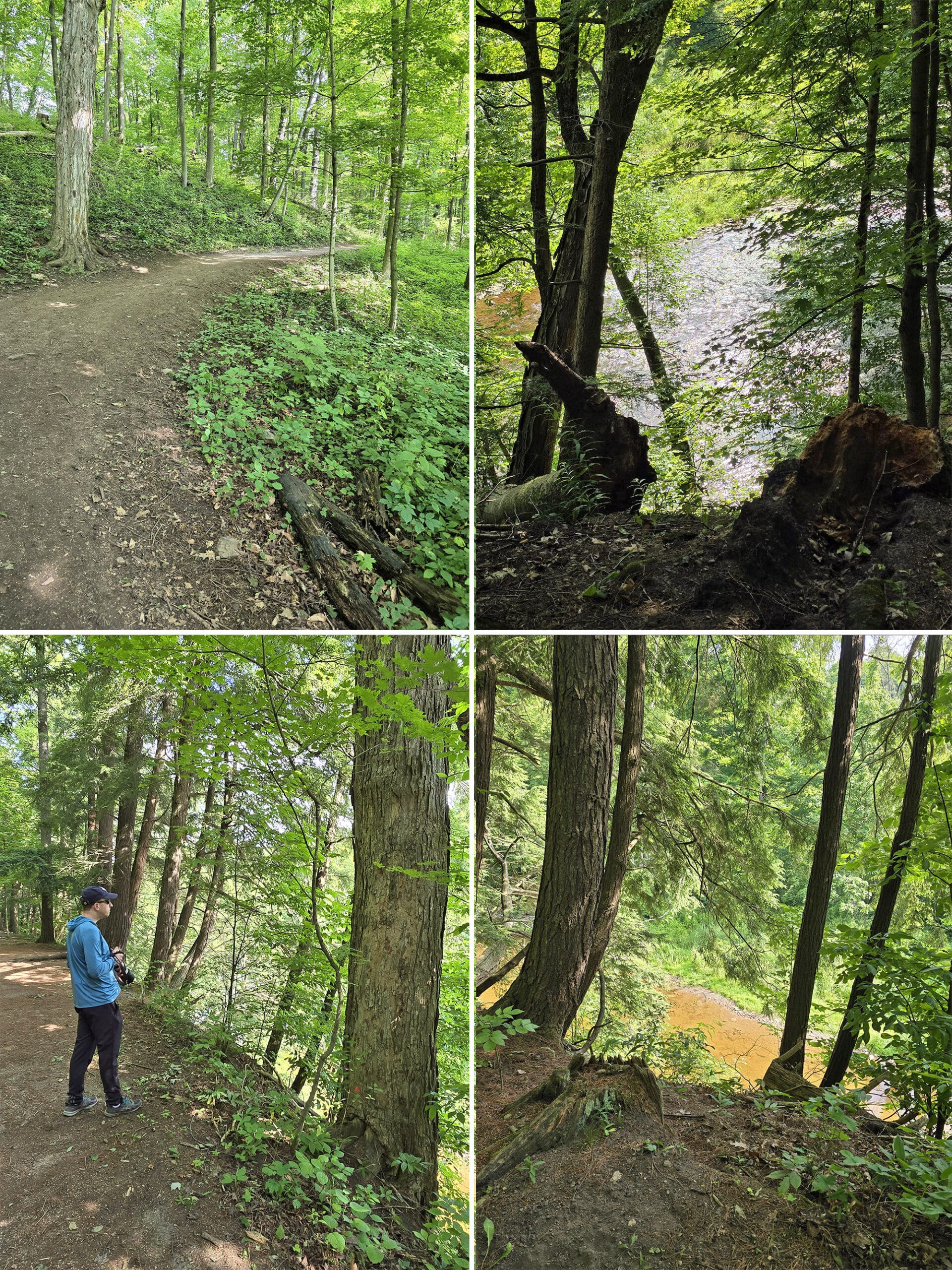 4 part image showing various views of the path on the Half Moon Valley Trail.