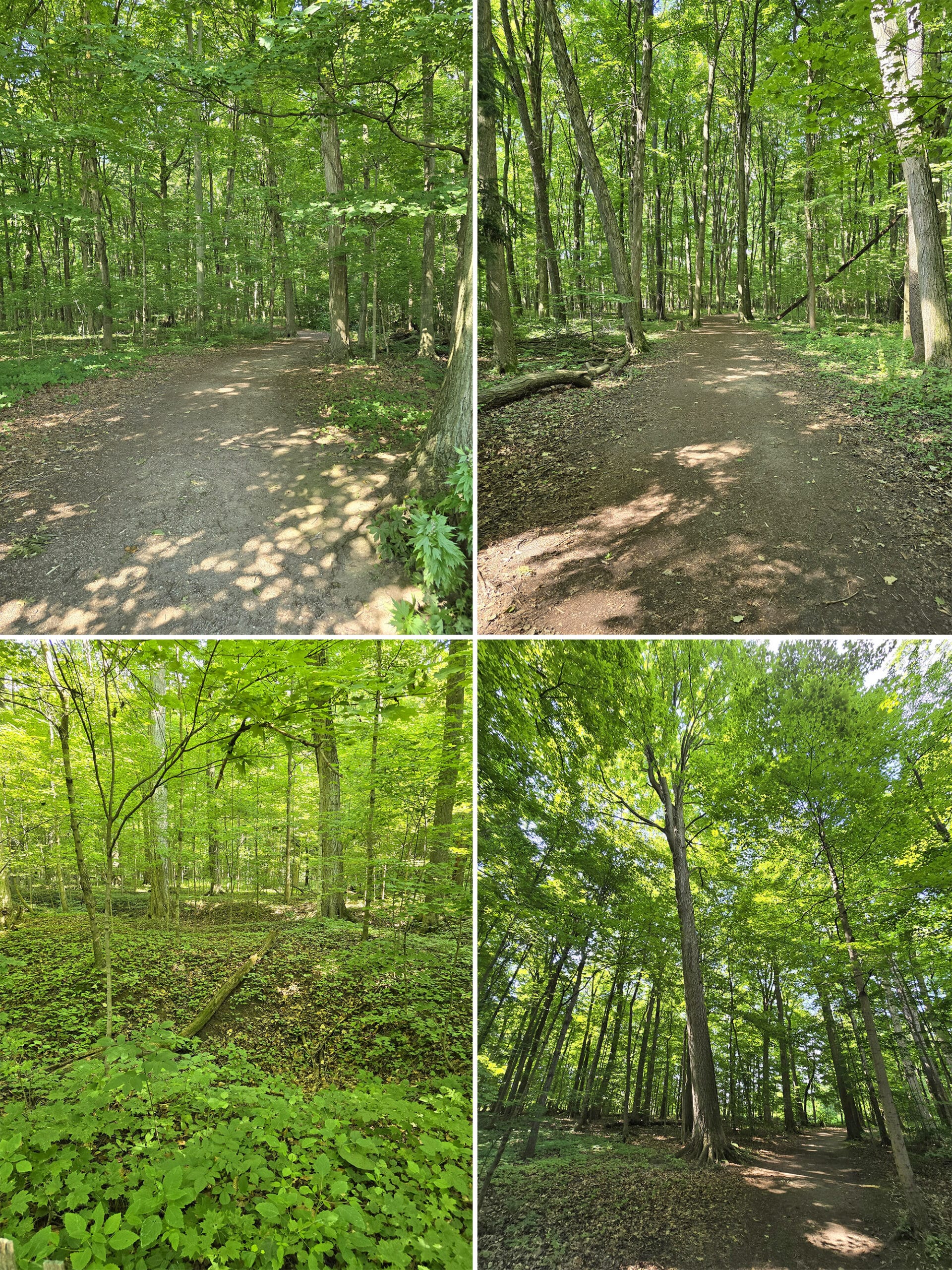 4 part image showing various views of the path on Logging Trail.