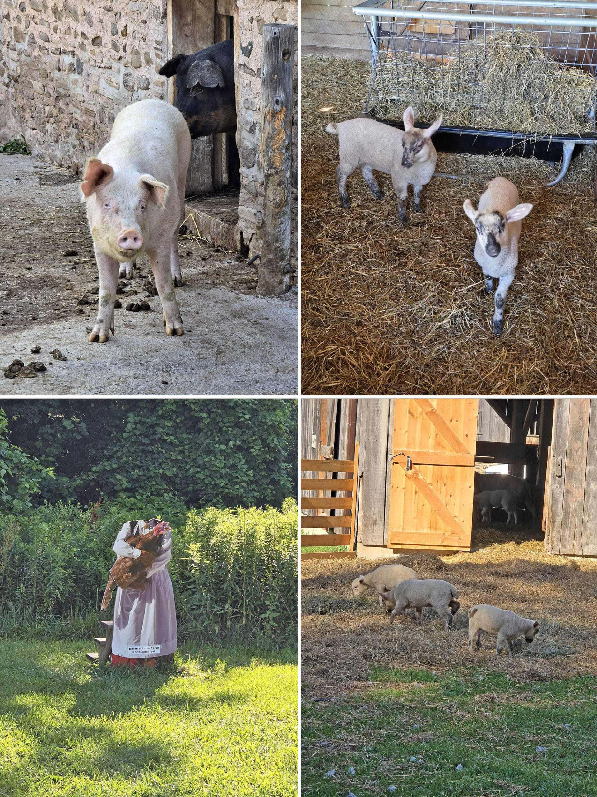 4 part image showing pigs, goats, and scenery at Spruce Lane Farm.