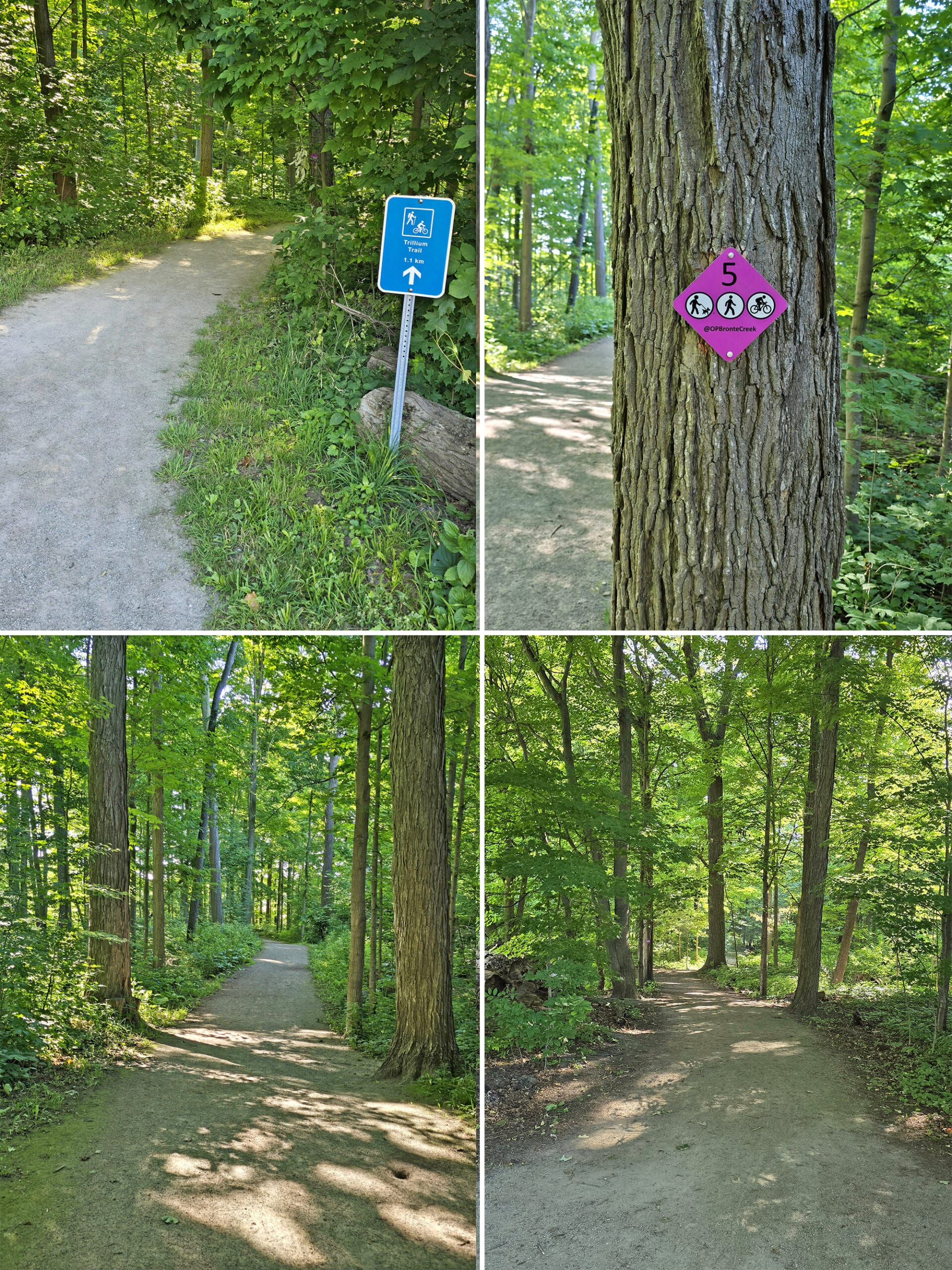 4 part image showing various views of the Trillium Trail.