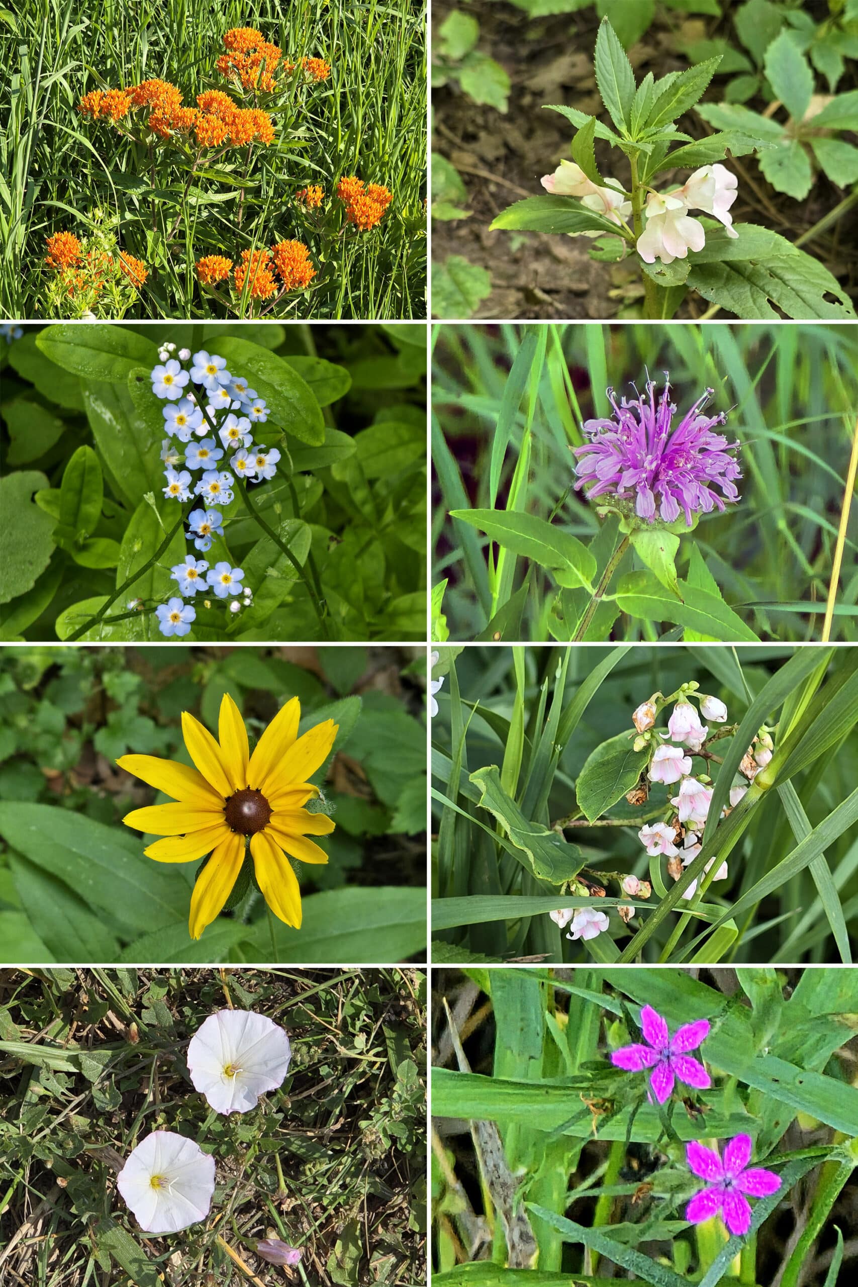 8 part image showing a variety of wild flowers.