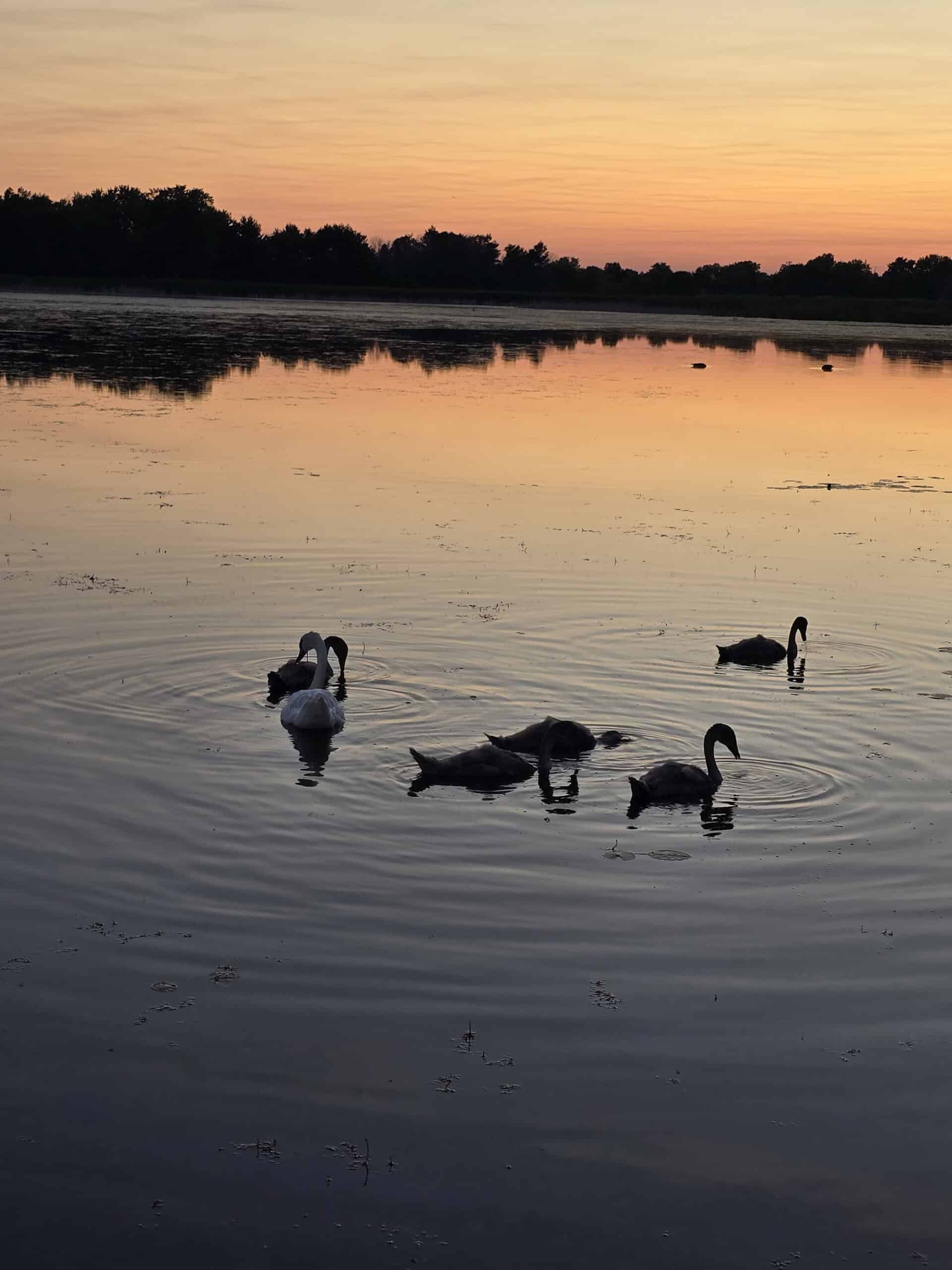 Several swans swimming on McLaughlin Bay at sunset.