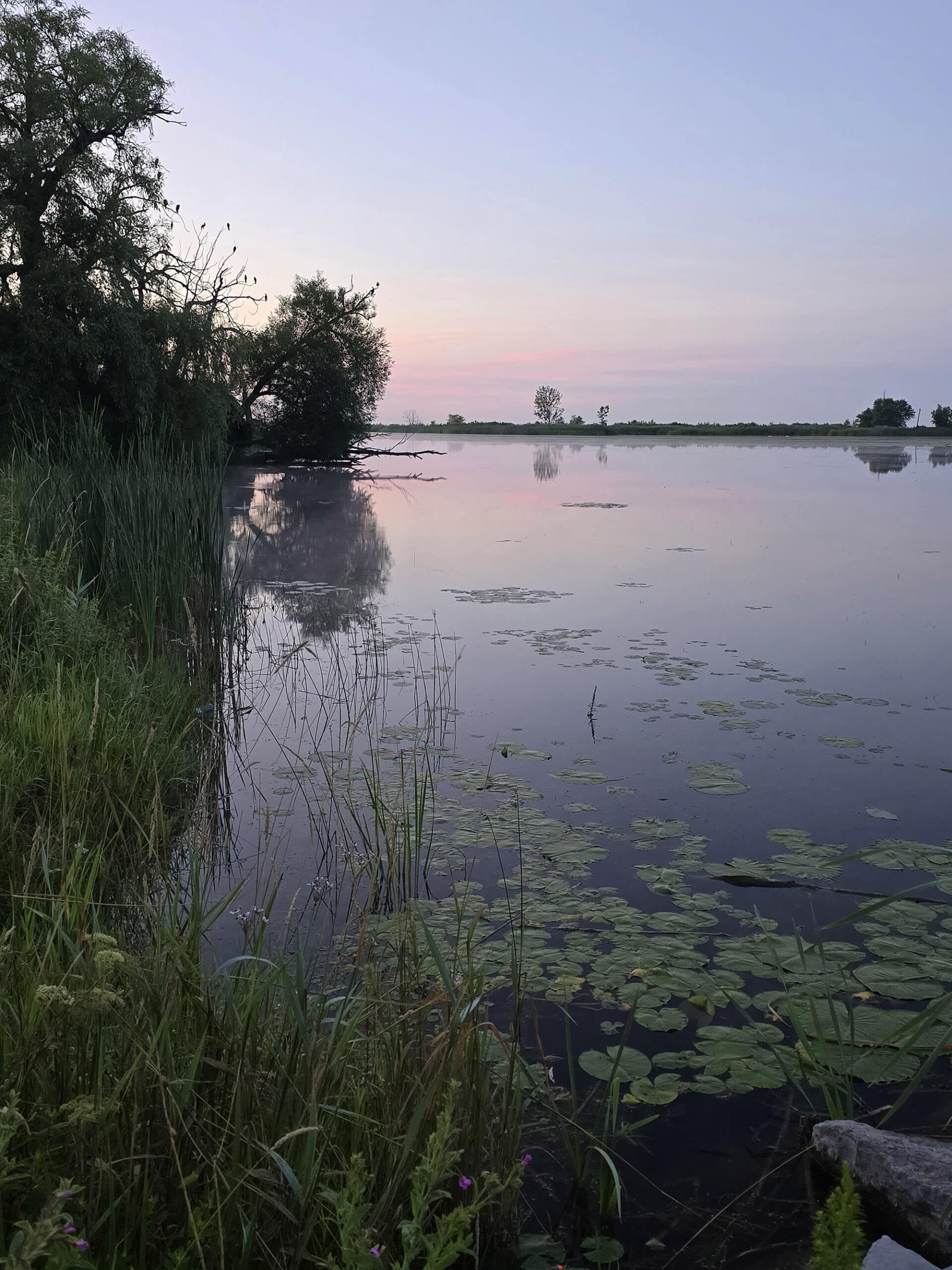 A marshy area of Darlington Provincial Park at sunset.