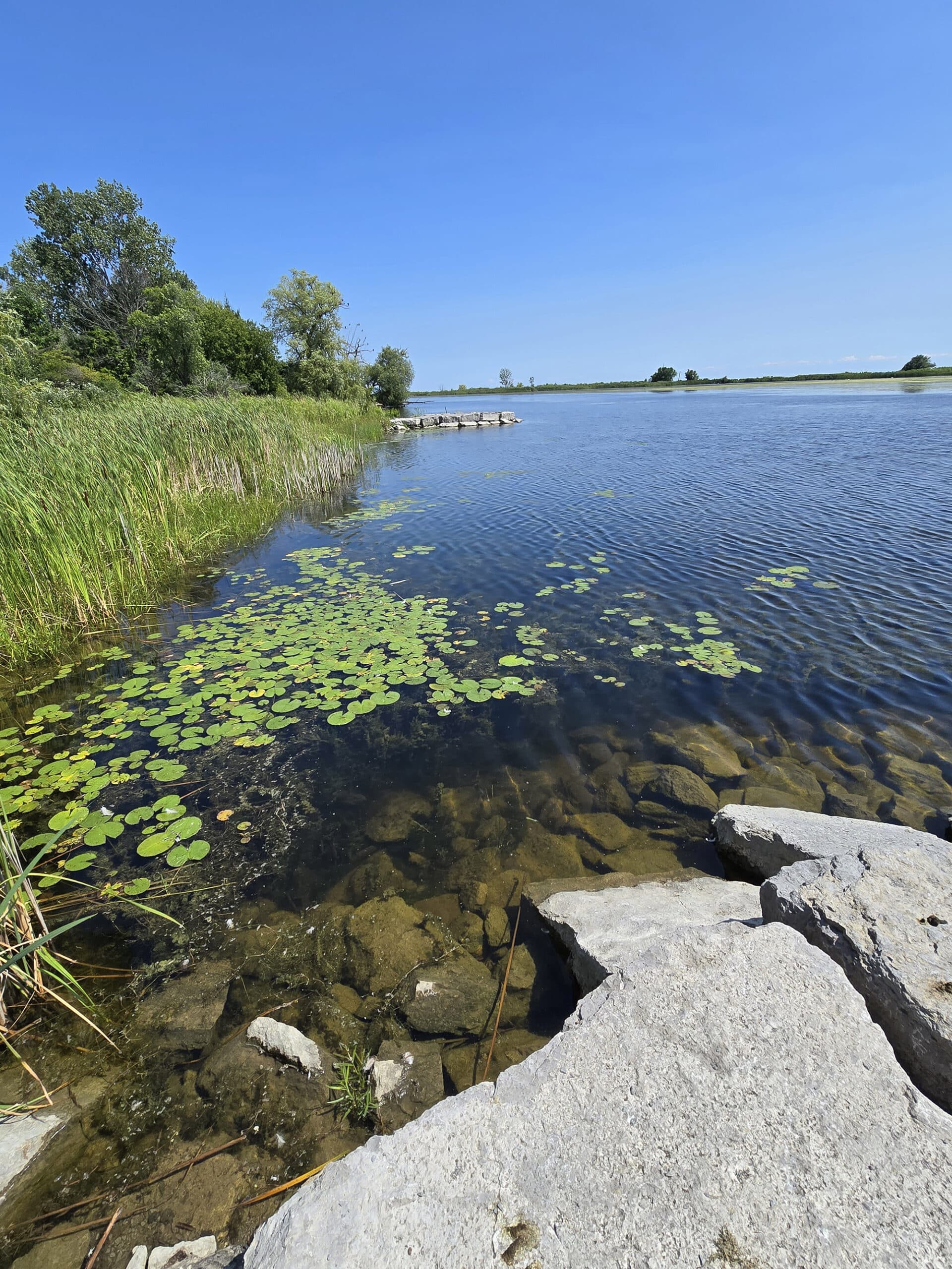 A marshy area of Darlington Provincial Park.