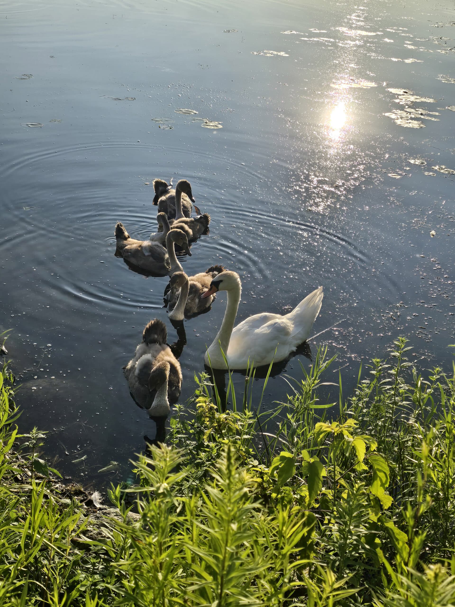 Several swans swimming on McLaughlin Bay.