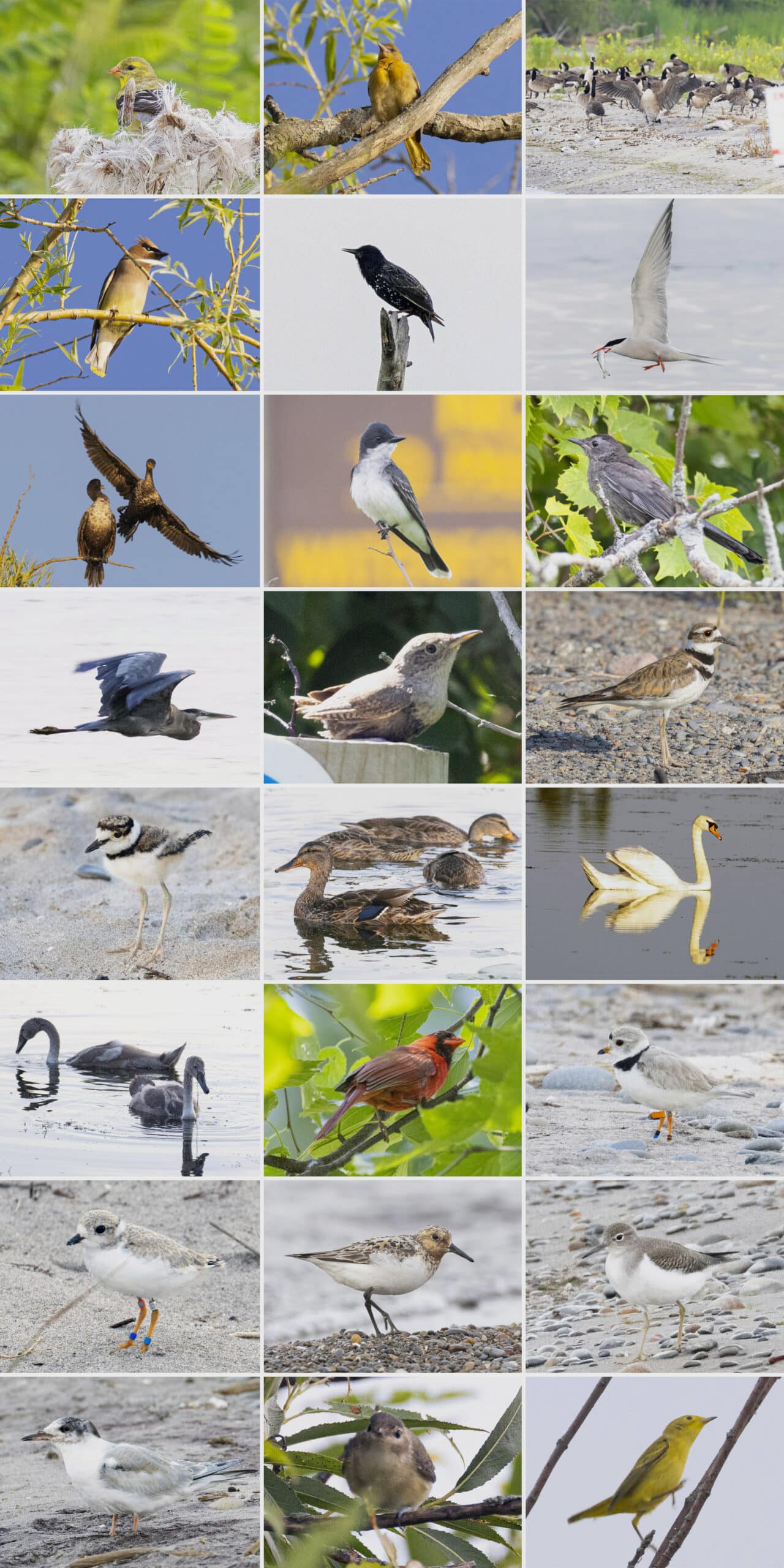 24 part image showing various birds we saw at Darlington Provincial Park