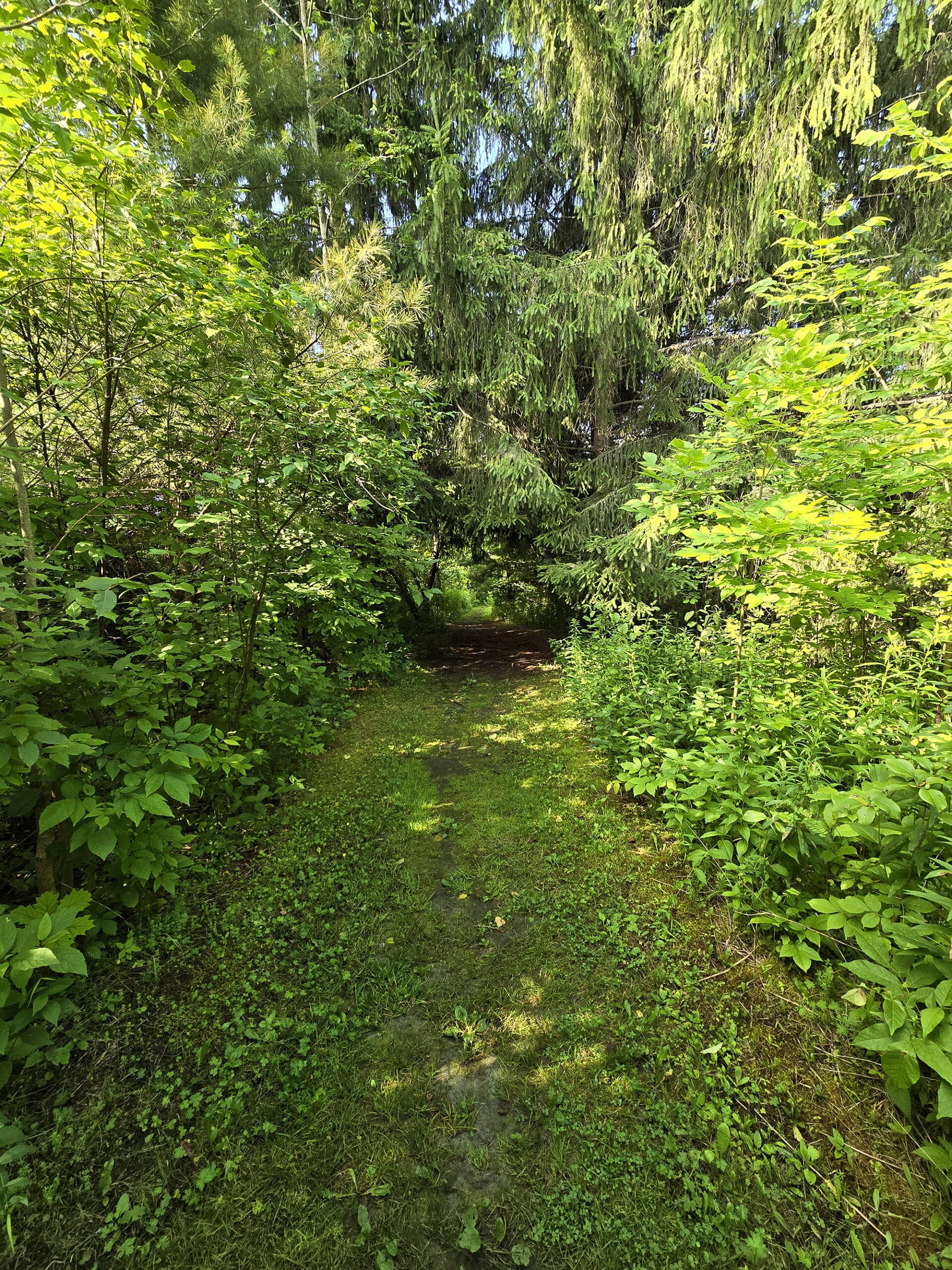 A grassy trail leading into the woods.