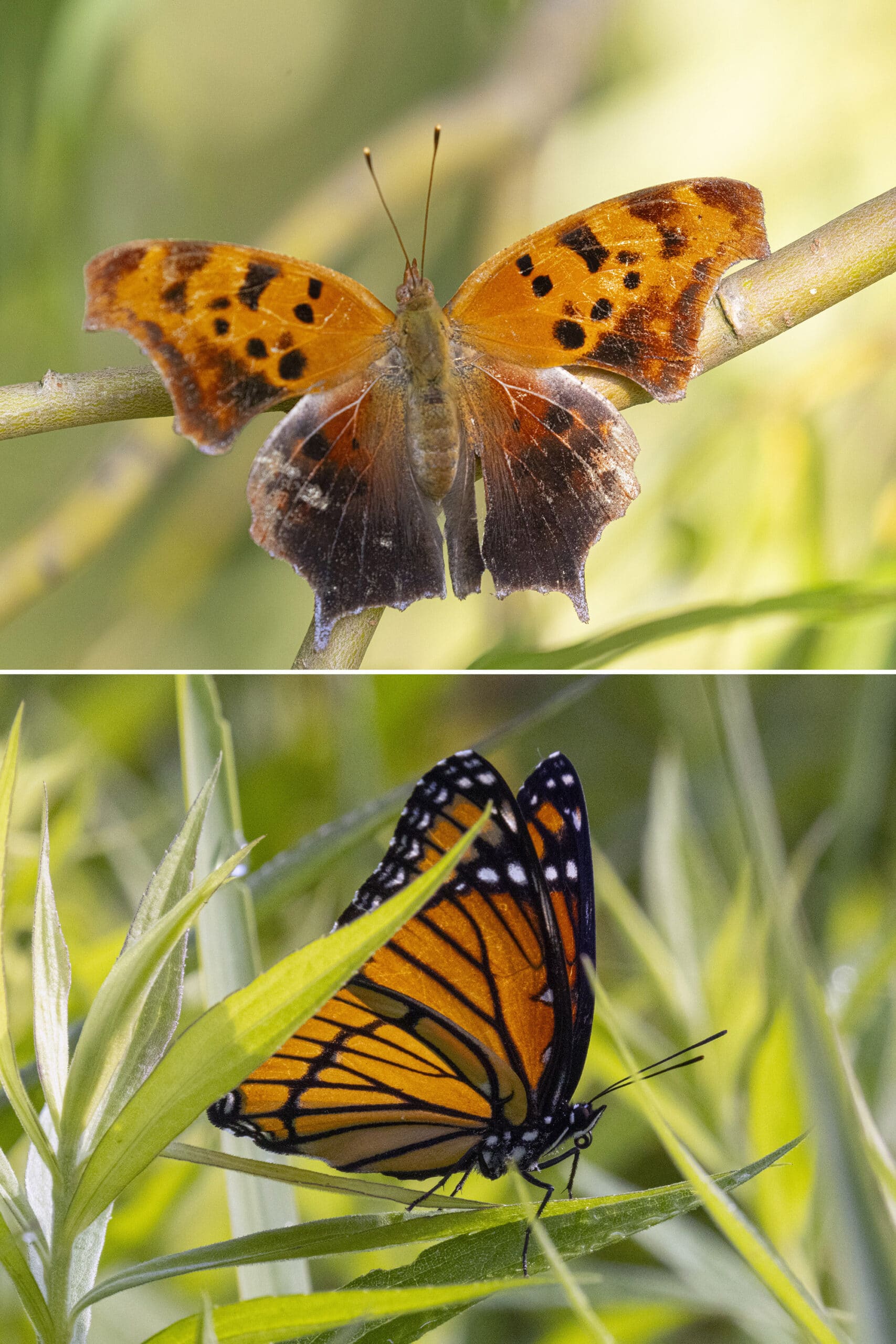 A Question Mark butterfly and a Viceroy butterfly.