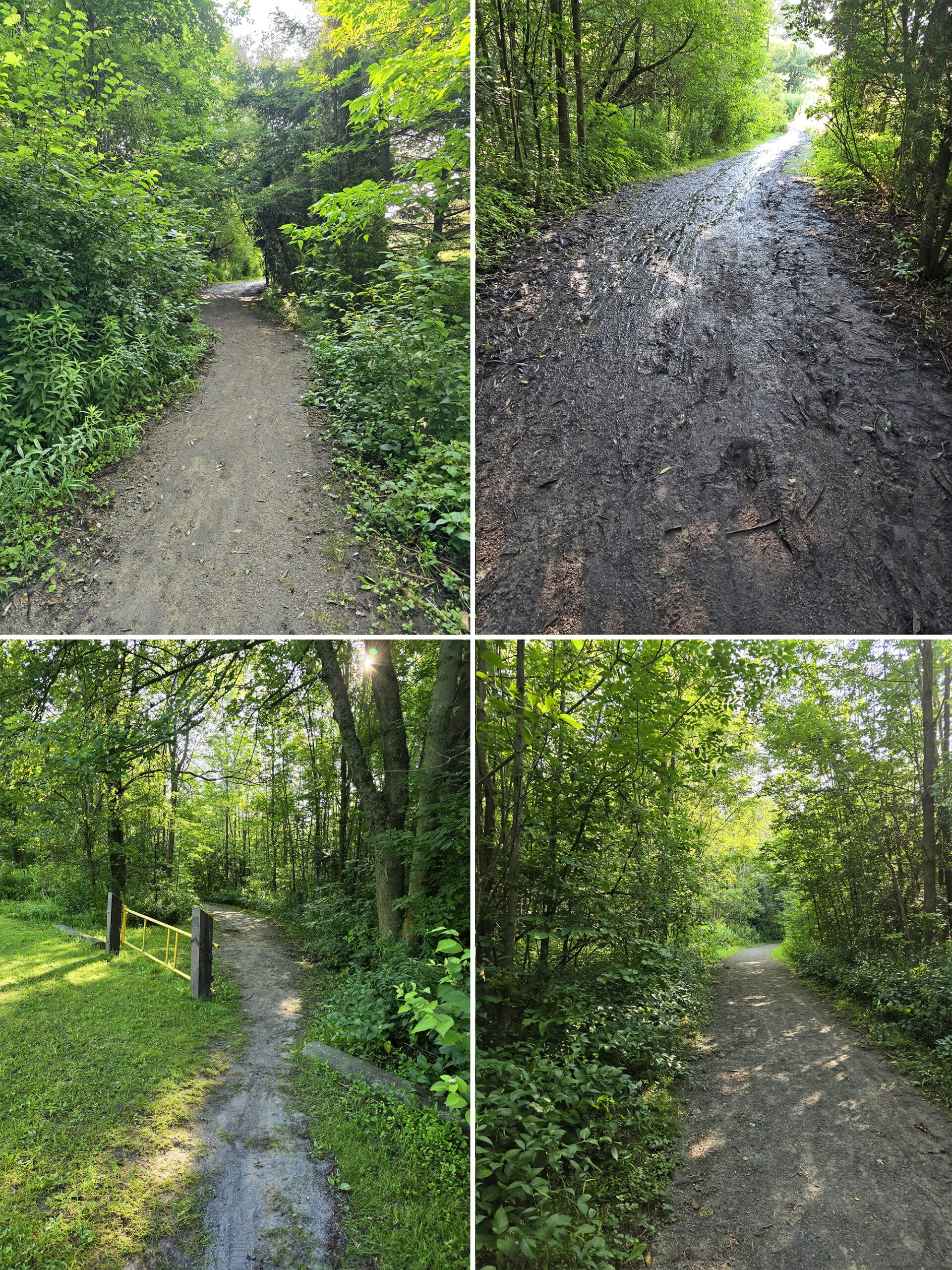 4 part image showing various images of the campground trail in darlington provincial park.