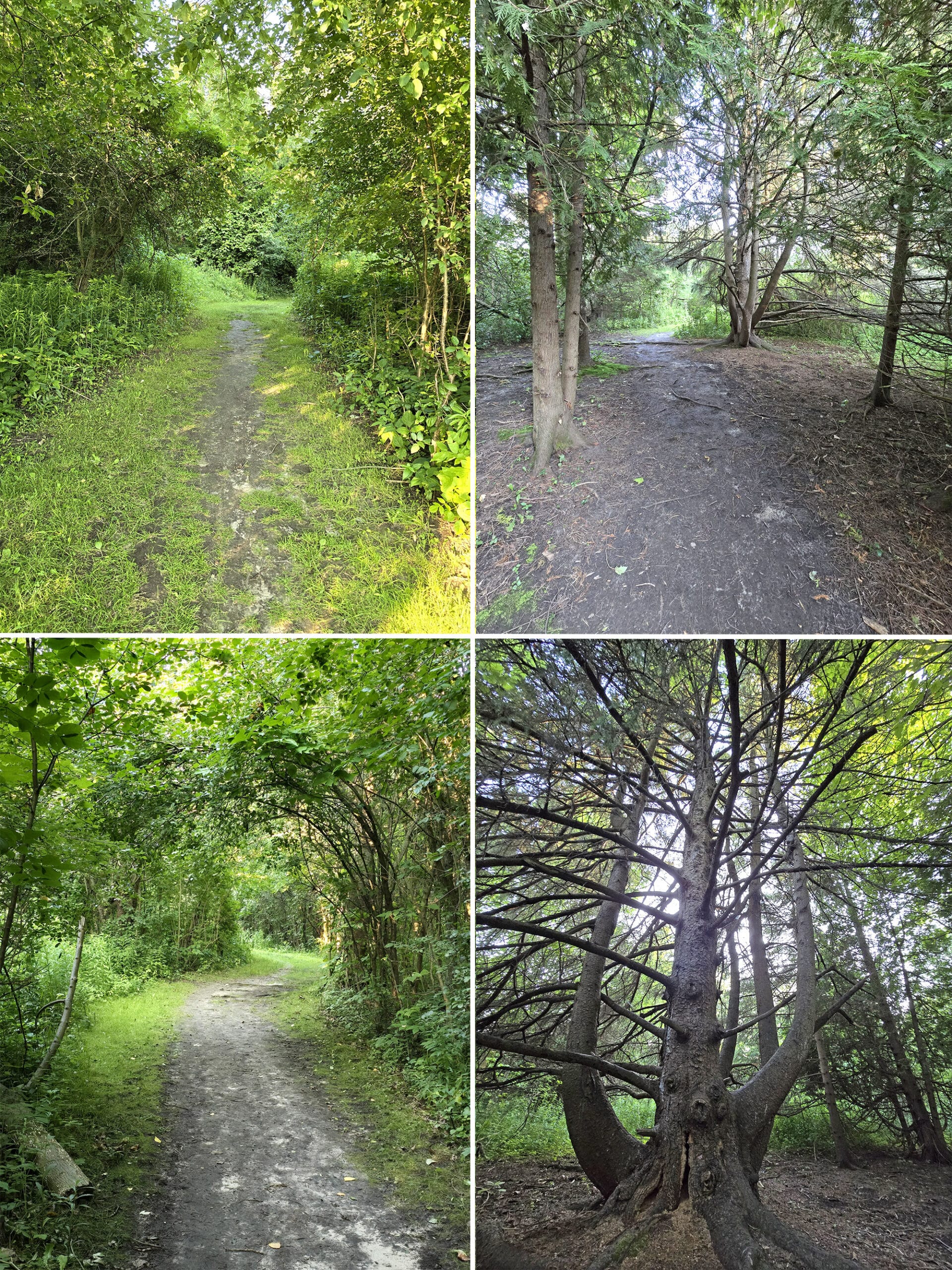 4 part image showing various images of the McLaughlin Bay trail in darlington provincial park.