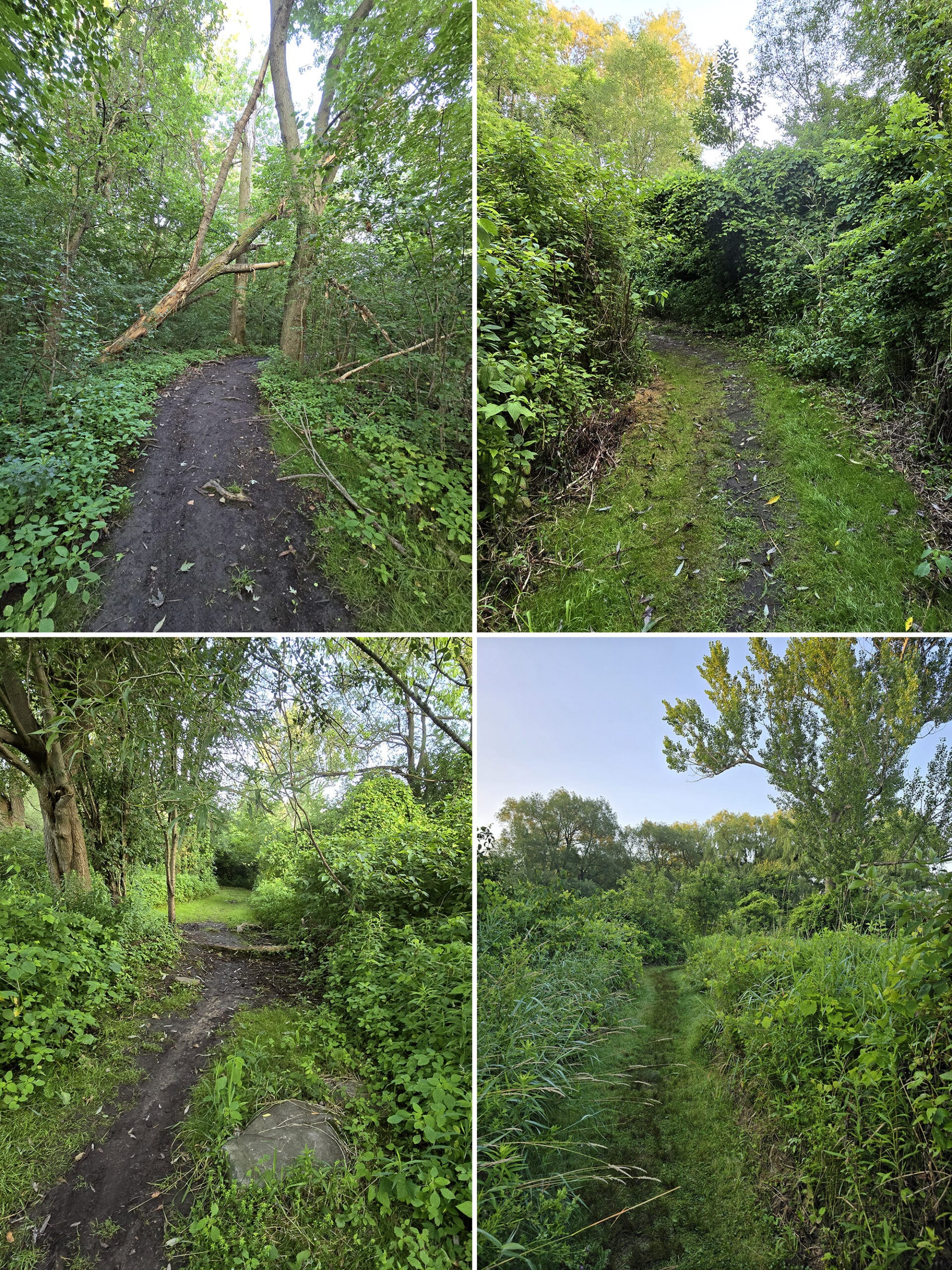 4 part image showing various images of the McLaughlin Bay trail in darlington provincial park.