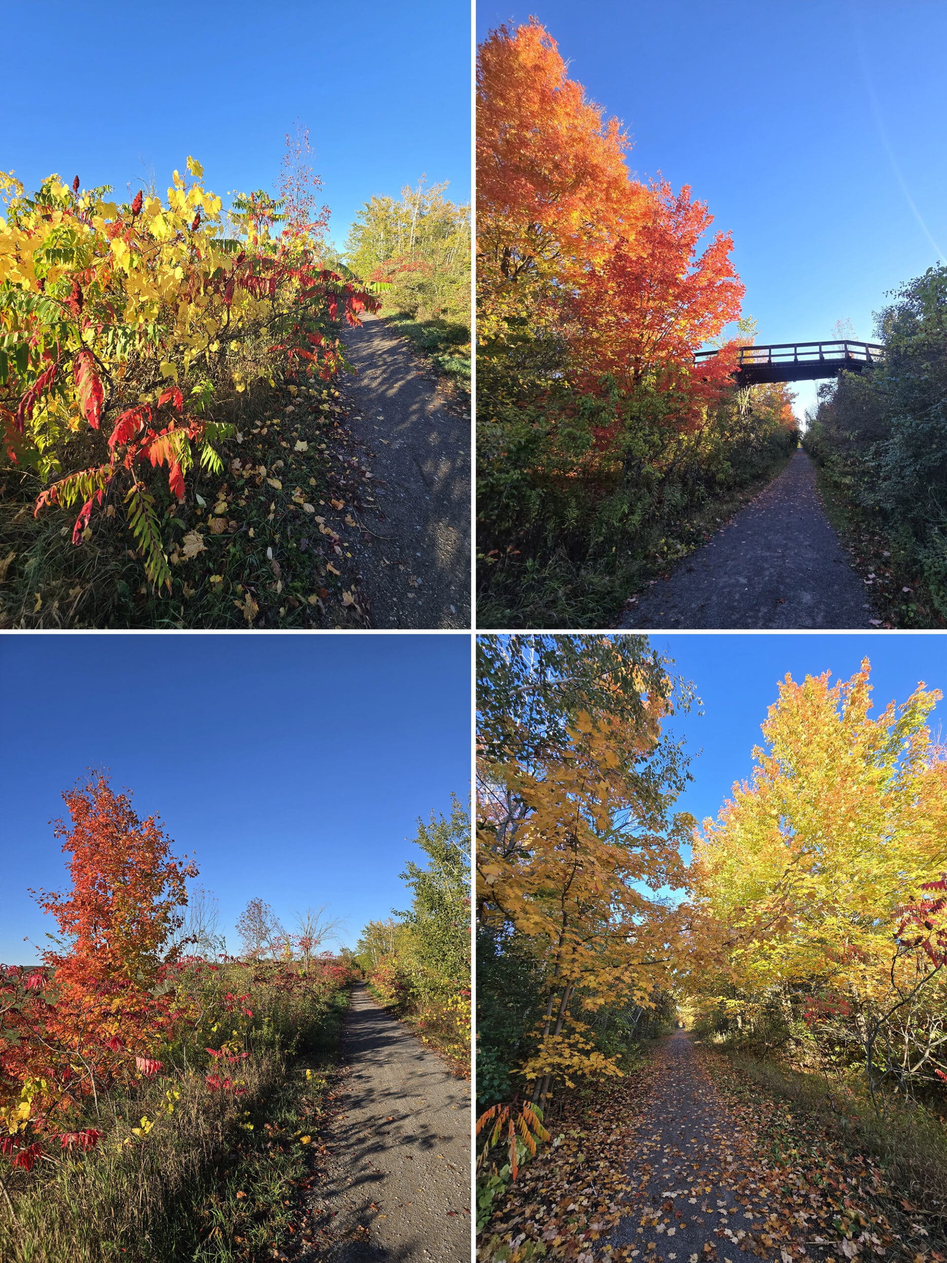 4 part image showing beautiful fall colours along the trail at doube’s trestle bridge trail.