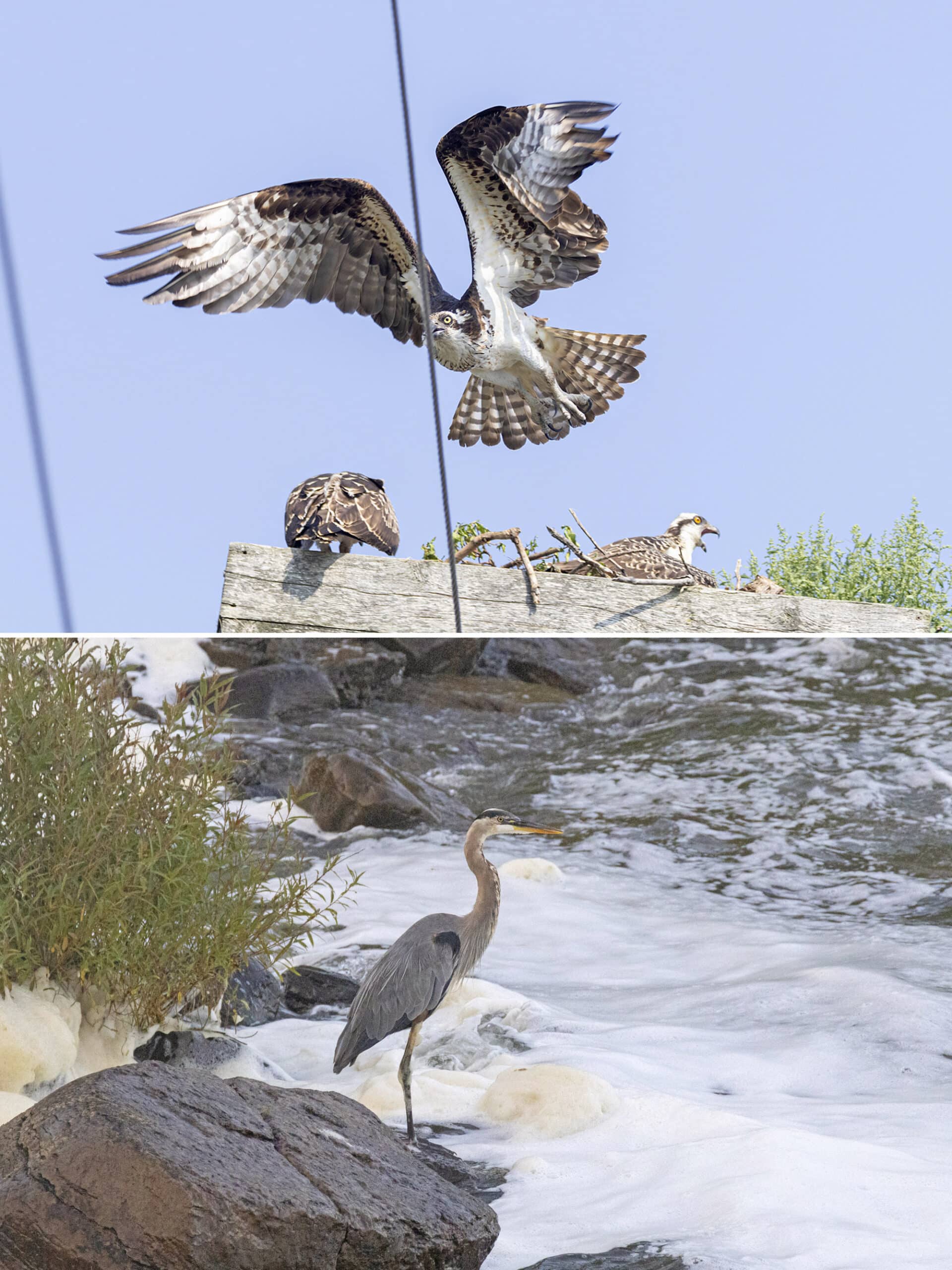 2 part image showing ospreys in their nest, and a great blue heron on the side of healey falls.