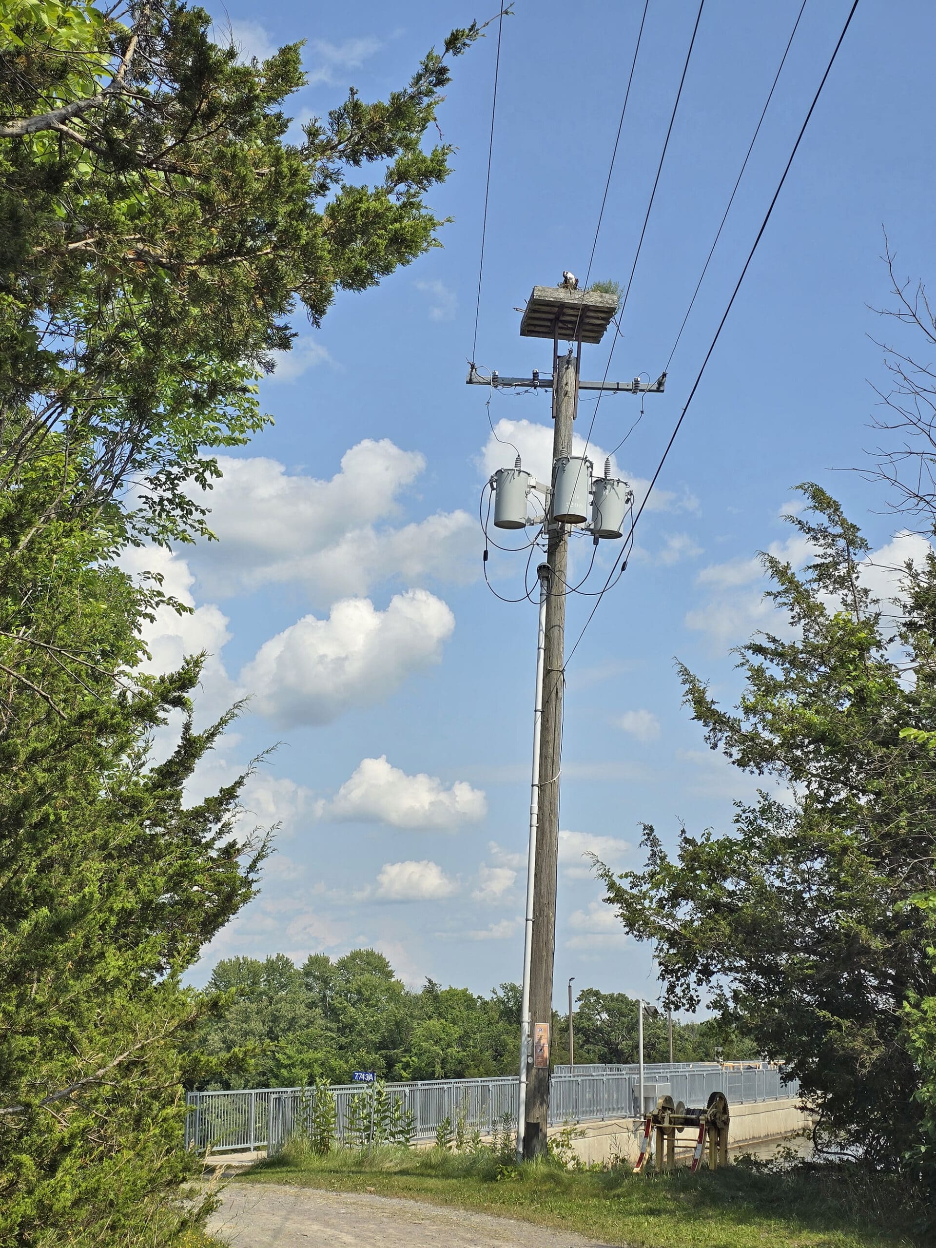 An osprey nest on top of a power pole.