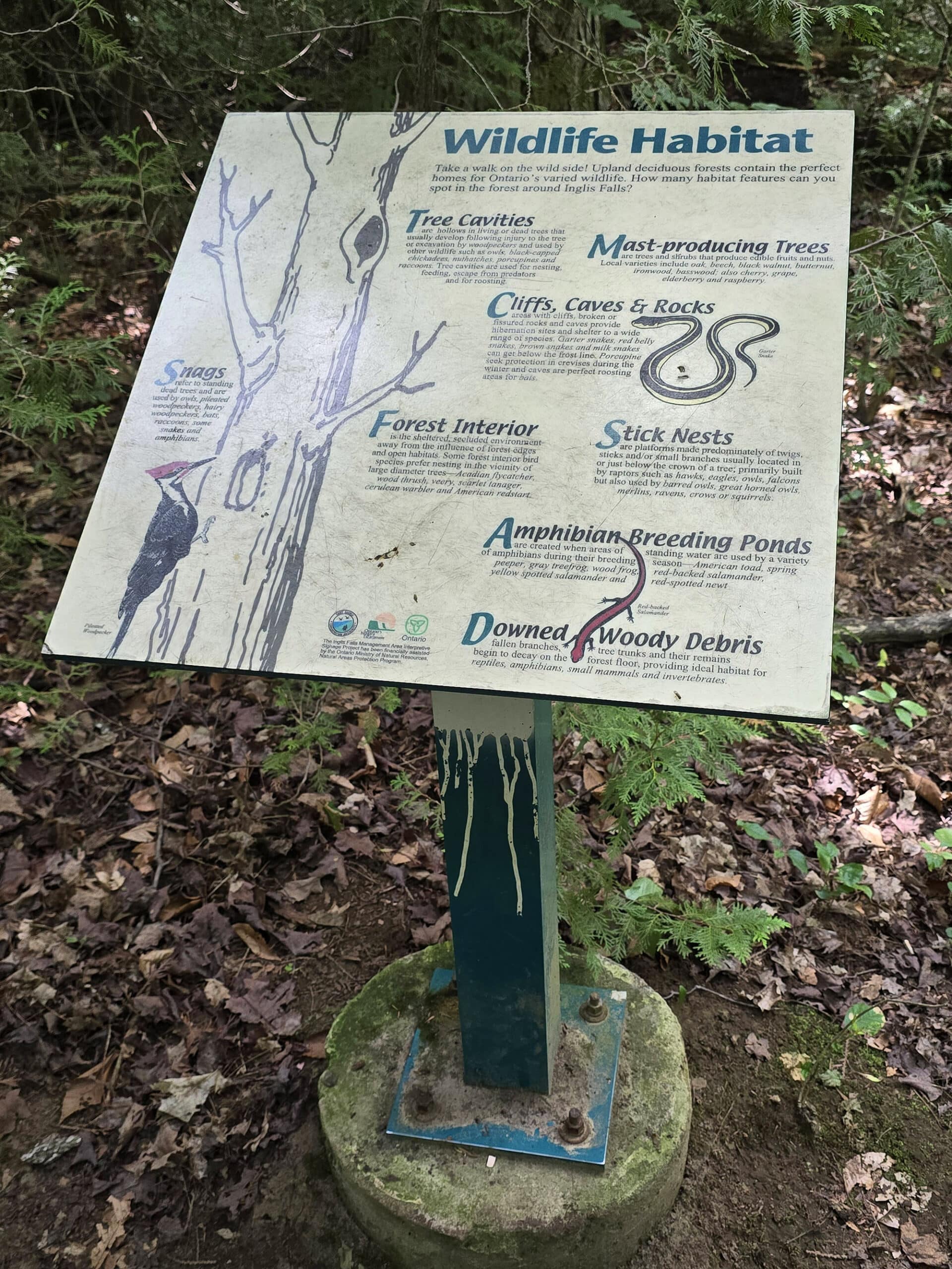 A sign about the local wild life at Inglis Falls Conservation Area.