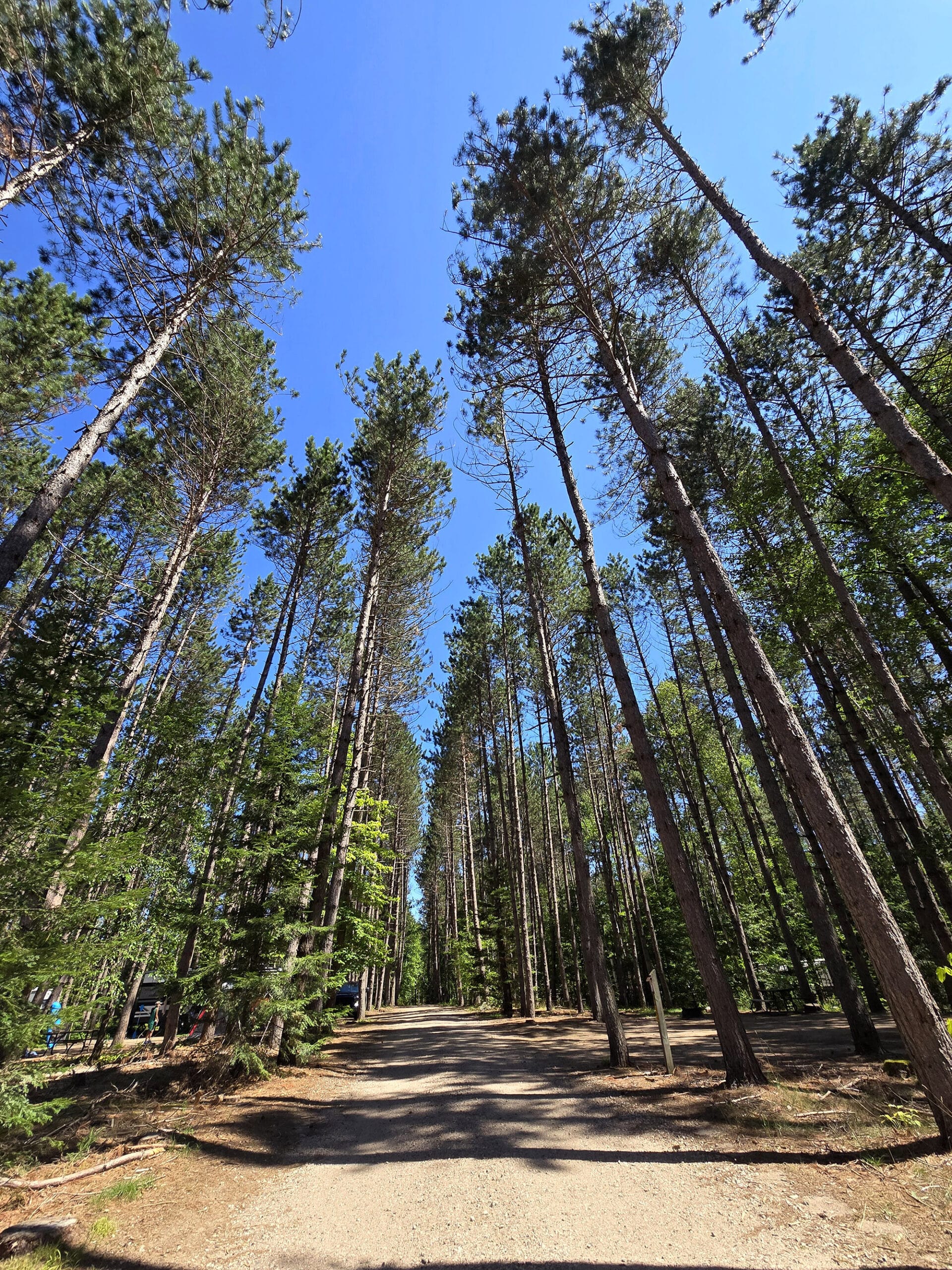 Tall pines along a campground road.