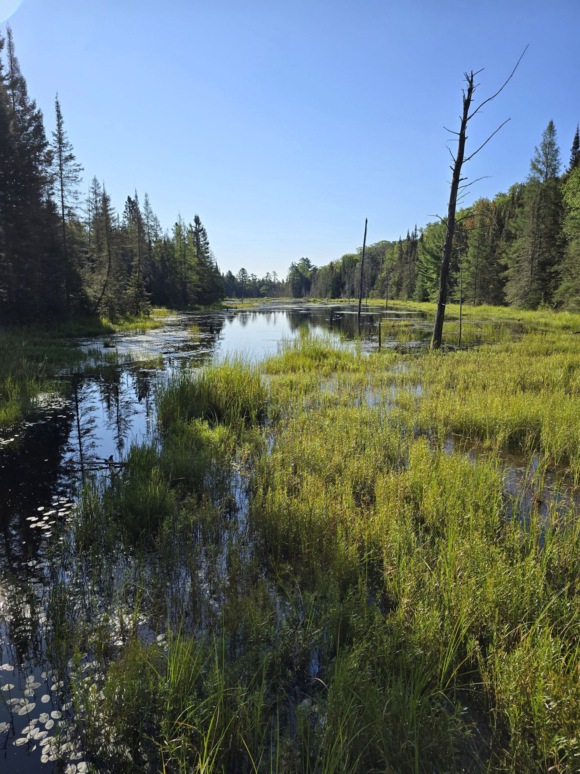 A marsh in Mikisew Provincial Park.