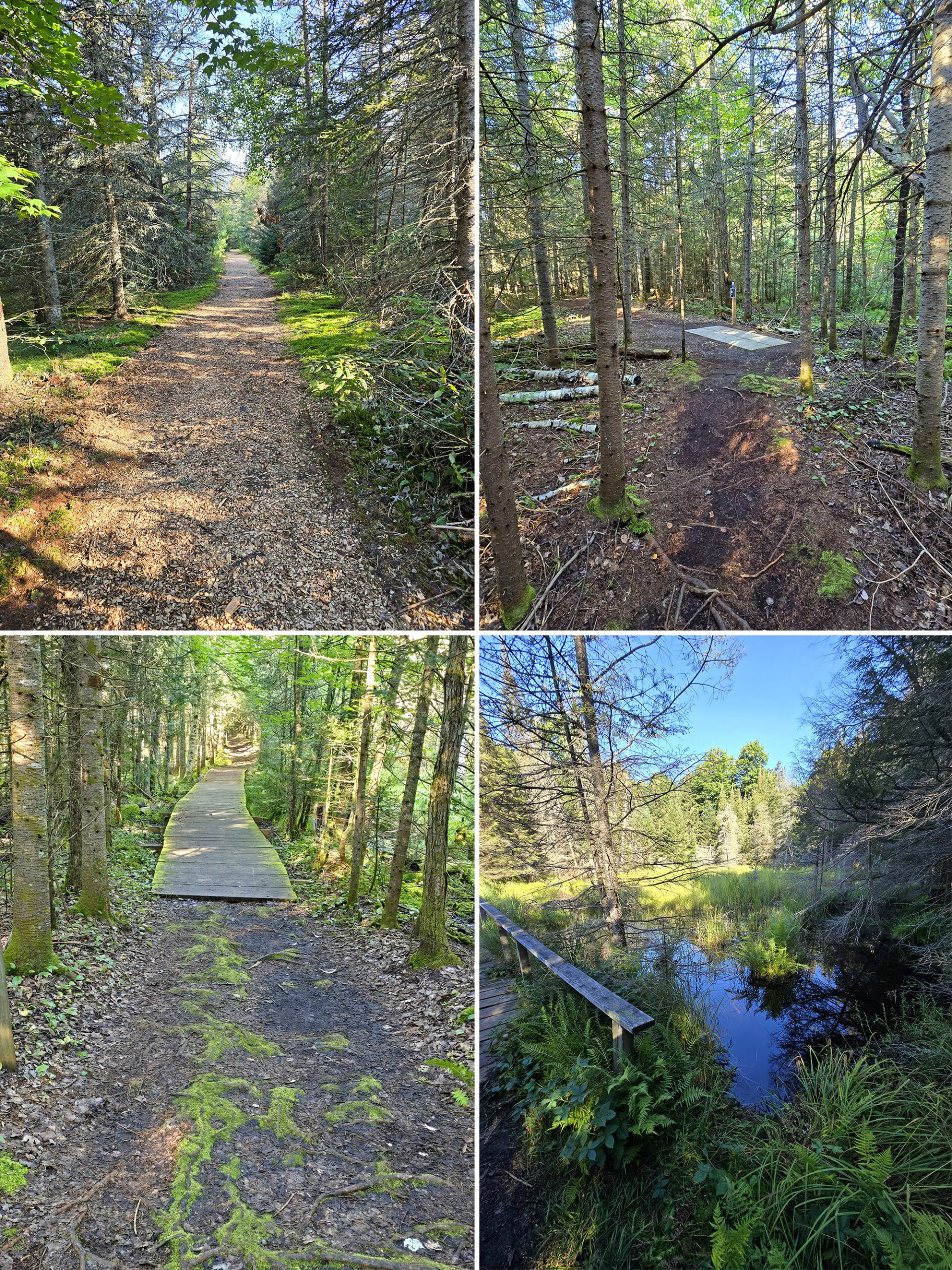 4 part image showing various views along the beaver meadow trail at mikisew provincial park.