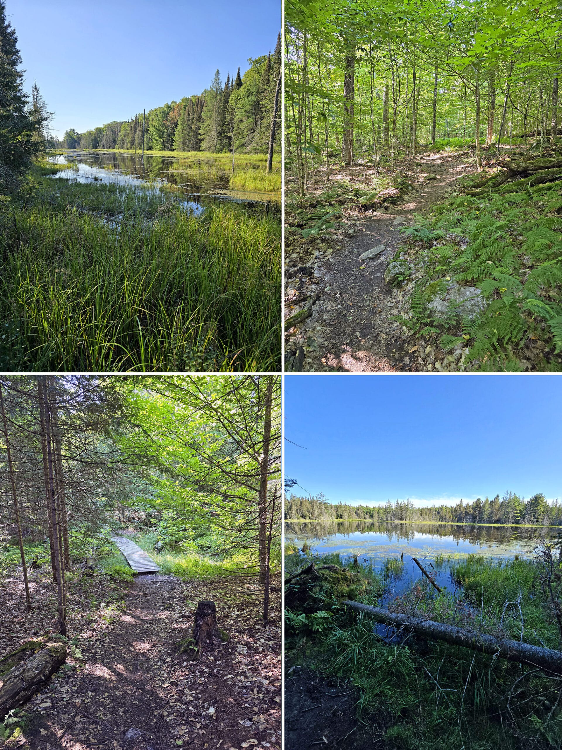 4 part image showing various views along the beaver meadow trail at mikisew provincial park.