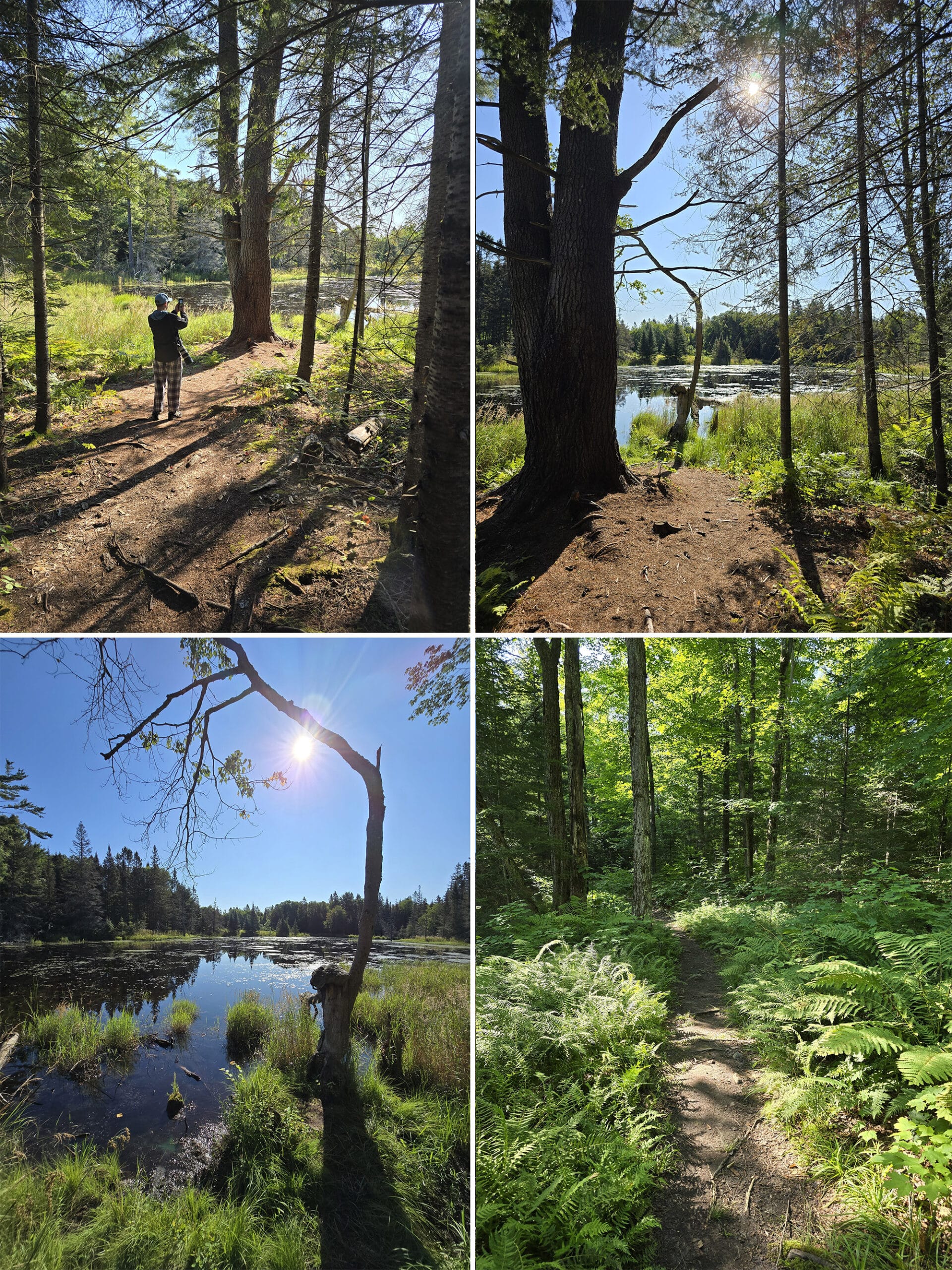 4 part image showing various views along the beaver meadow trail at mikisew provincial park.