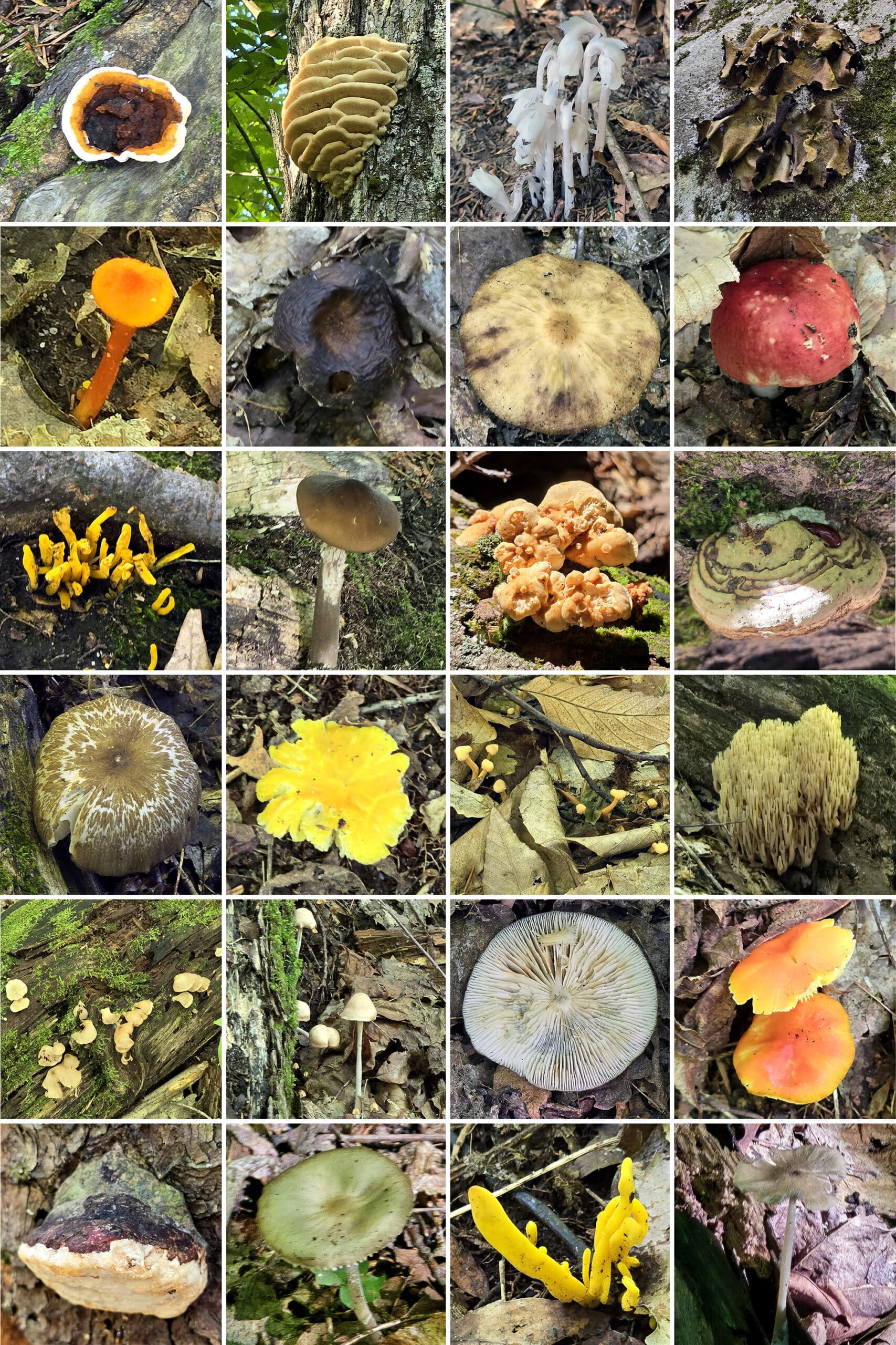 24 part image showing various colours of fungi found in the forest.