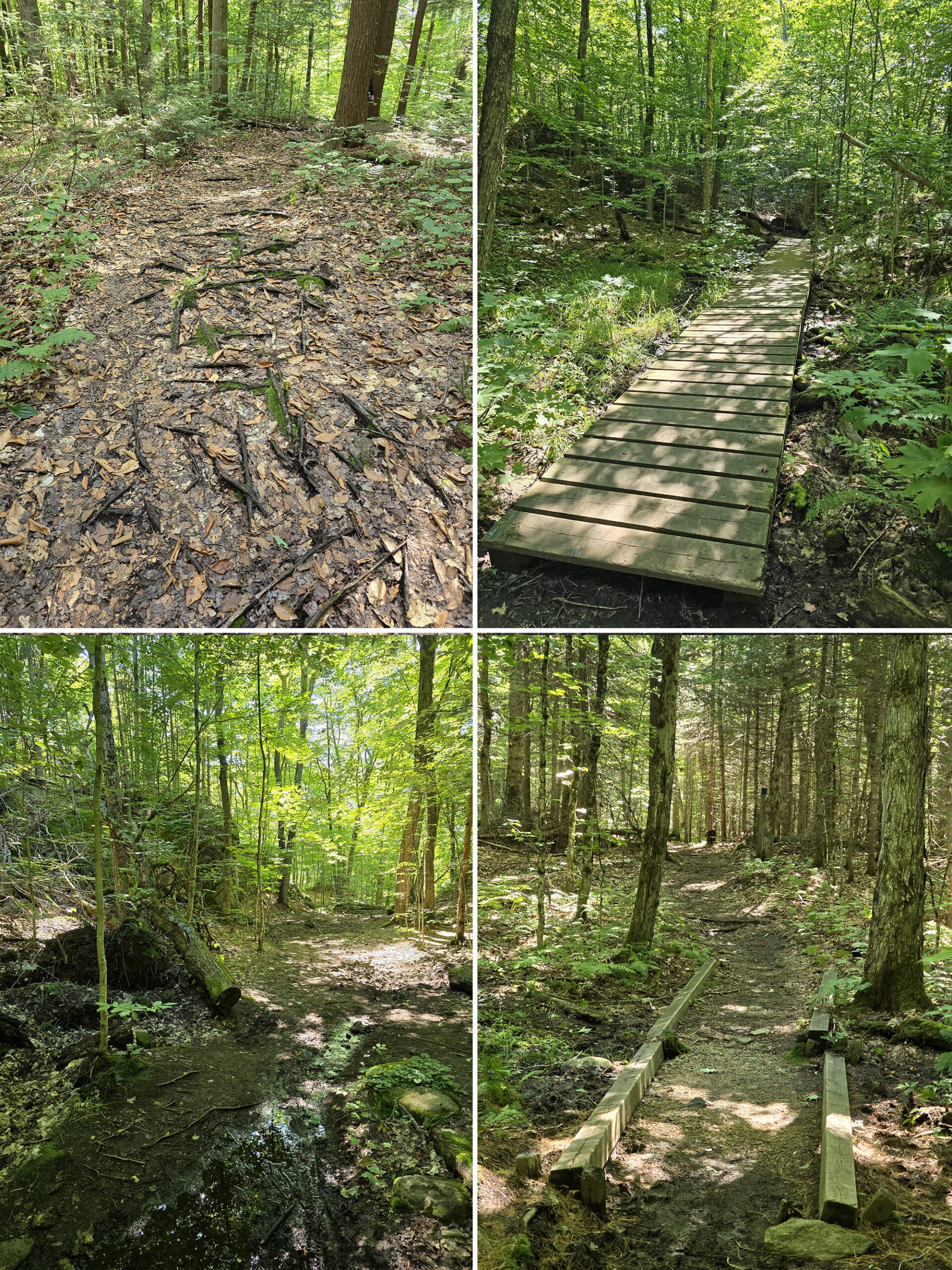 4 part image showing various views along the maple canyon trail at mikisew provincial park.