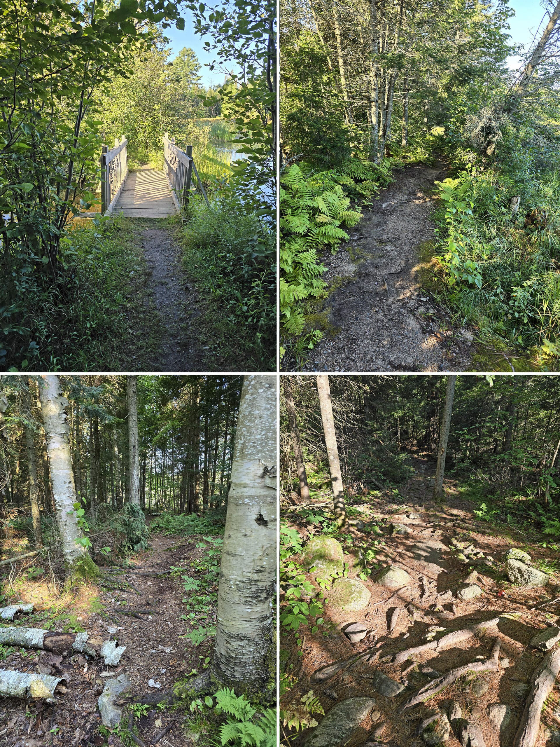 4 part image showing various views along the old dog trail at mikisew provincial park.