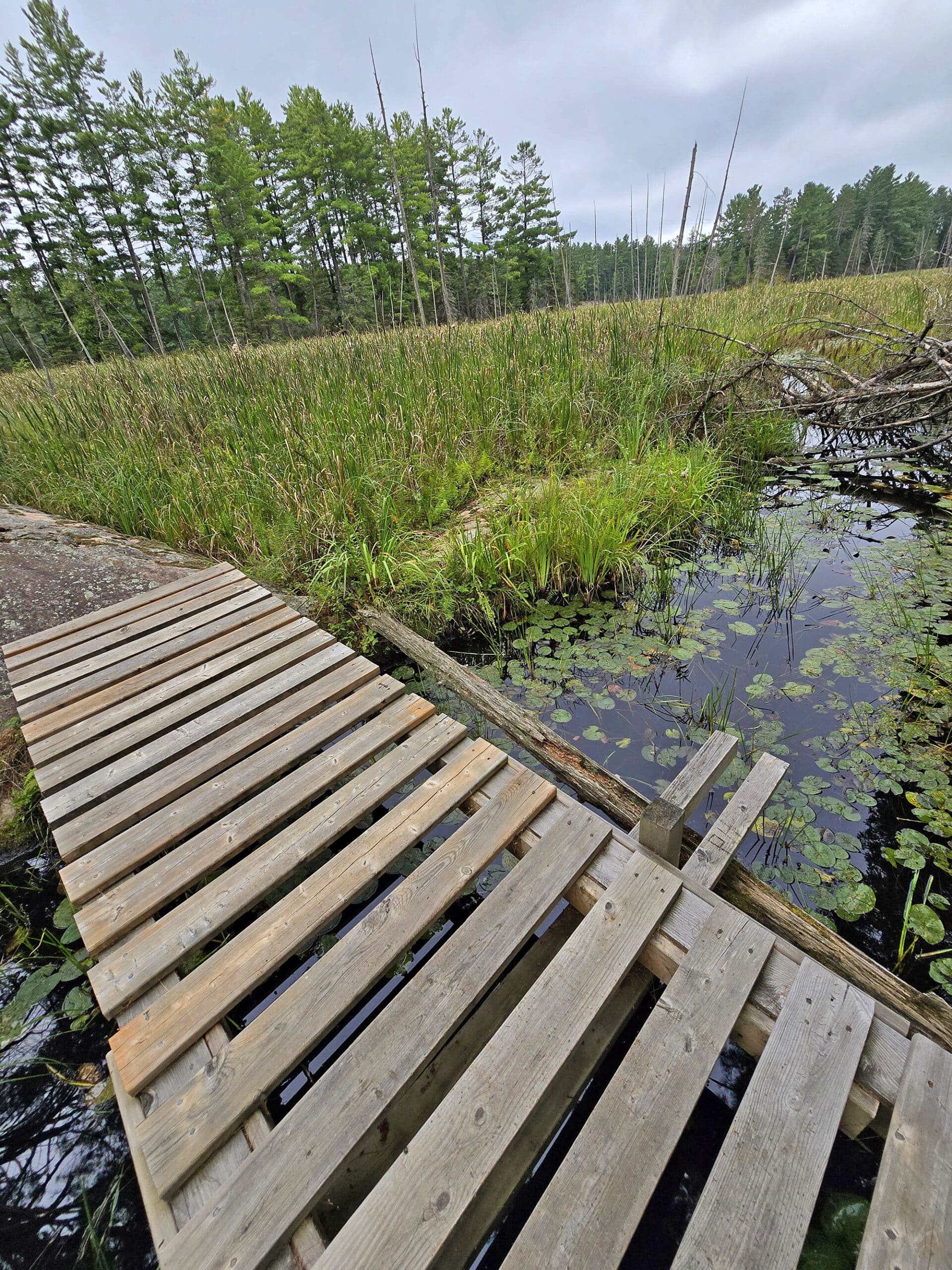 A boardwalk over a marshy area.