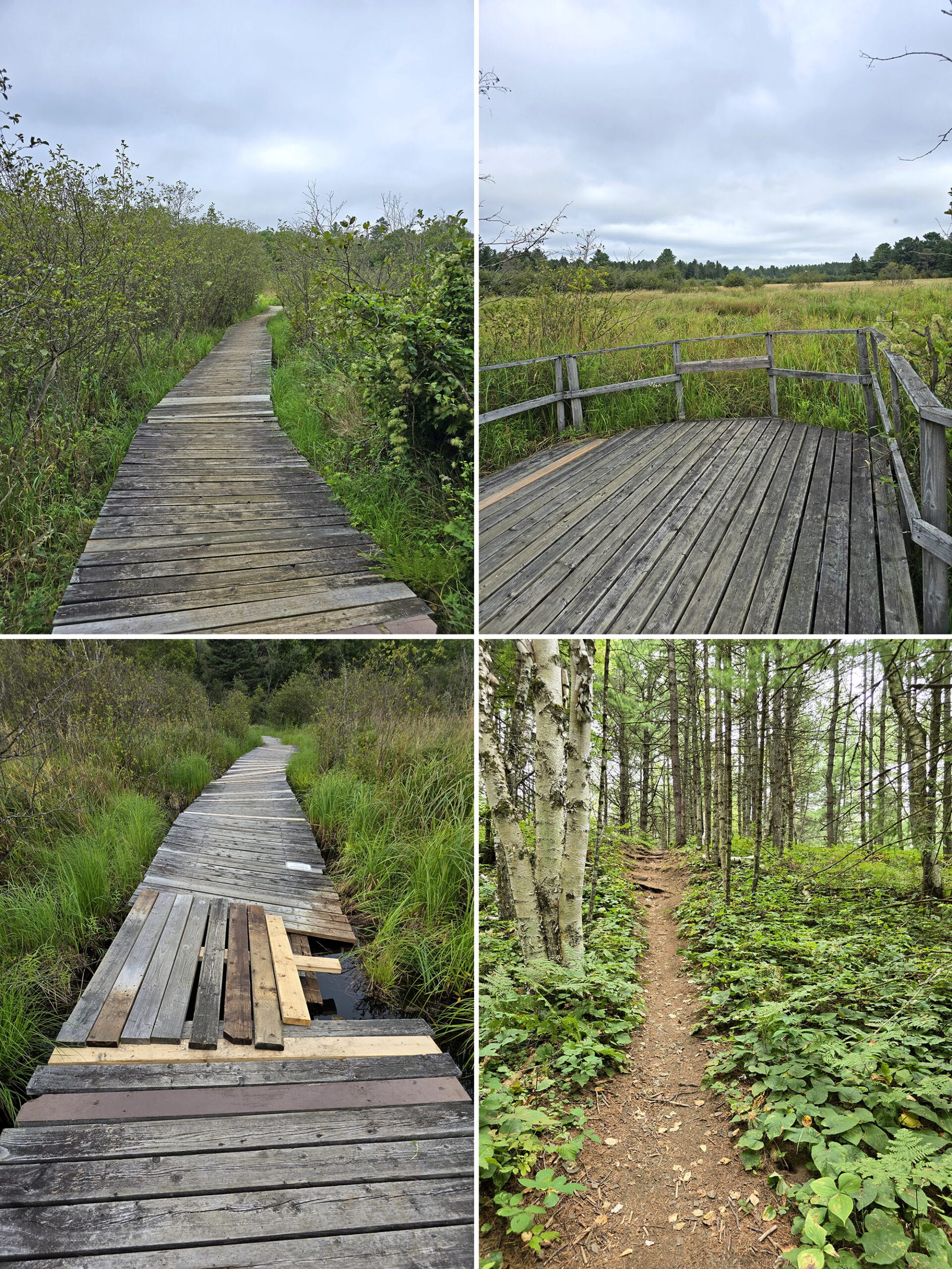 4 part image showing various views along the marsh trail at petroglyphs.