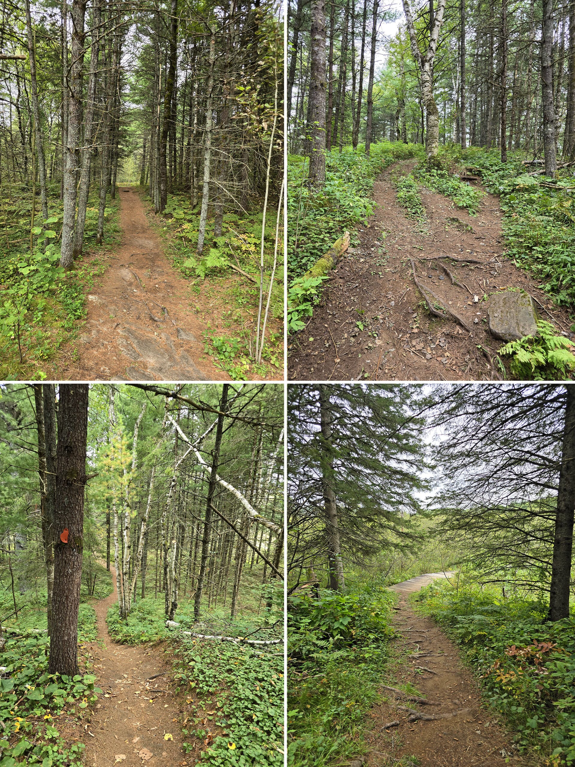 4 part image showing various views along the nanabush trail at petroglyphs.