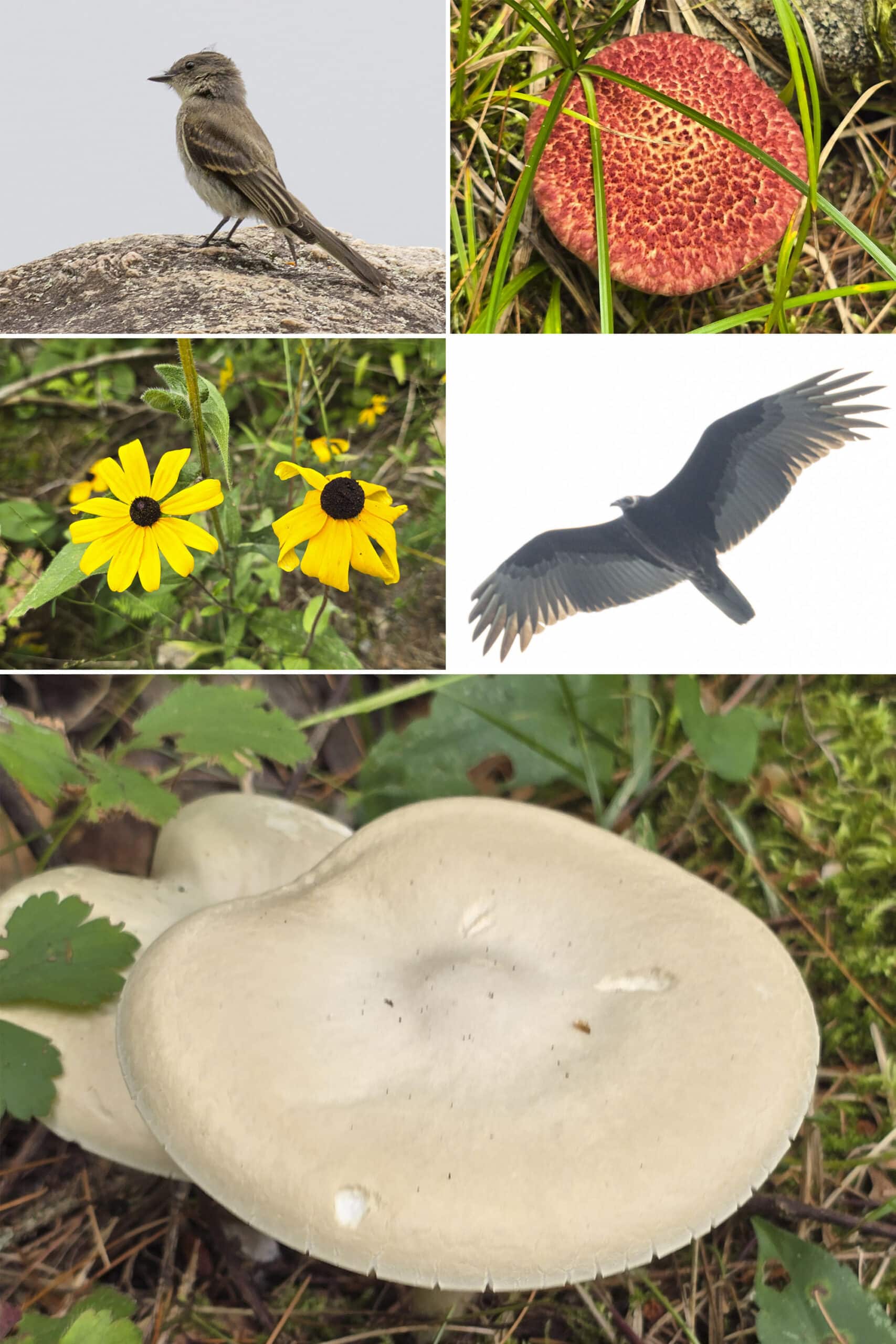 5 part image showing different birds, flowers, and mushrooms.