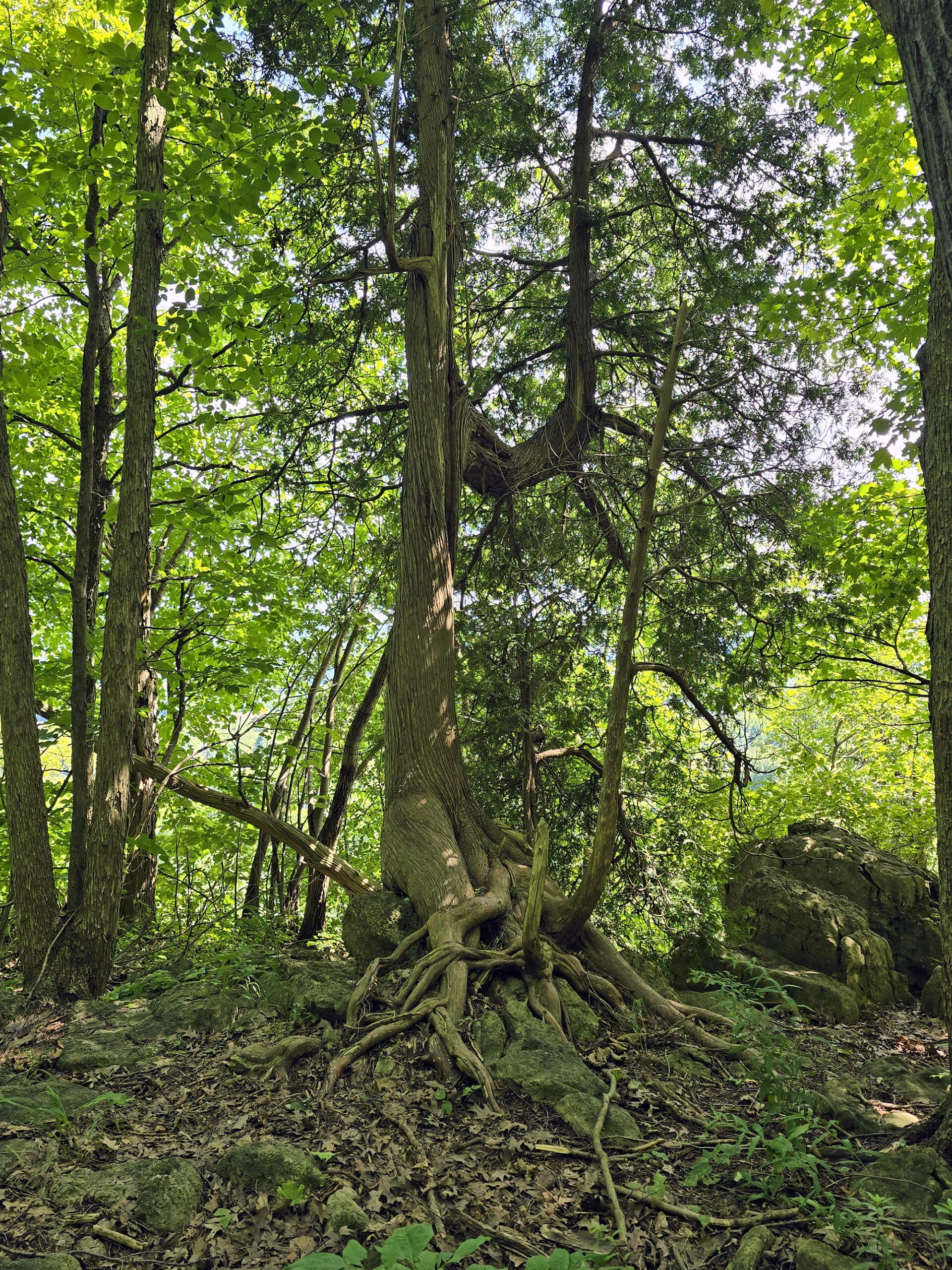 A tall, twisted, old cedar tree.