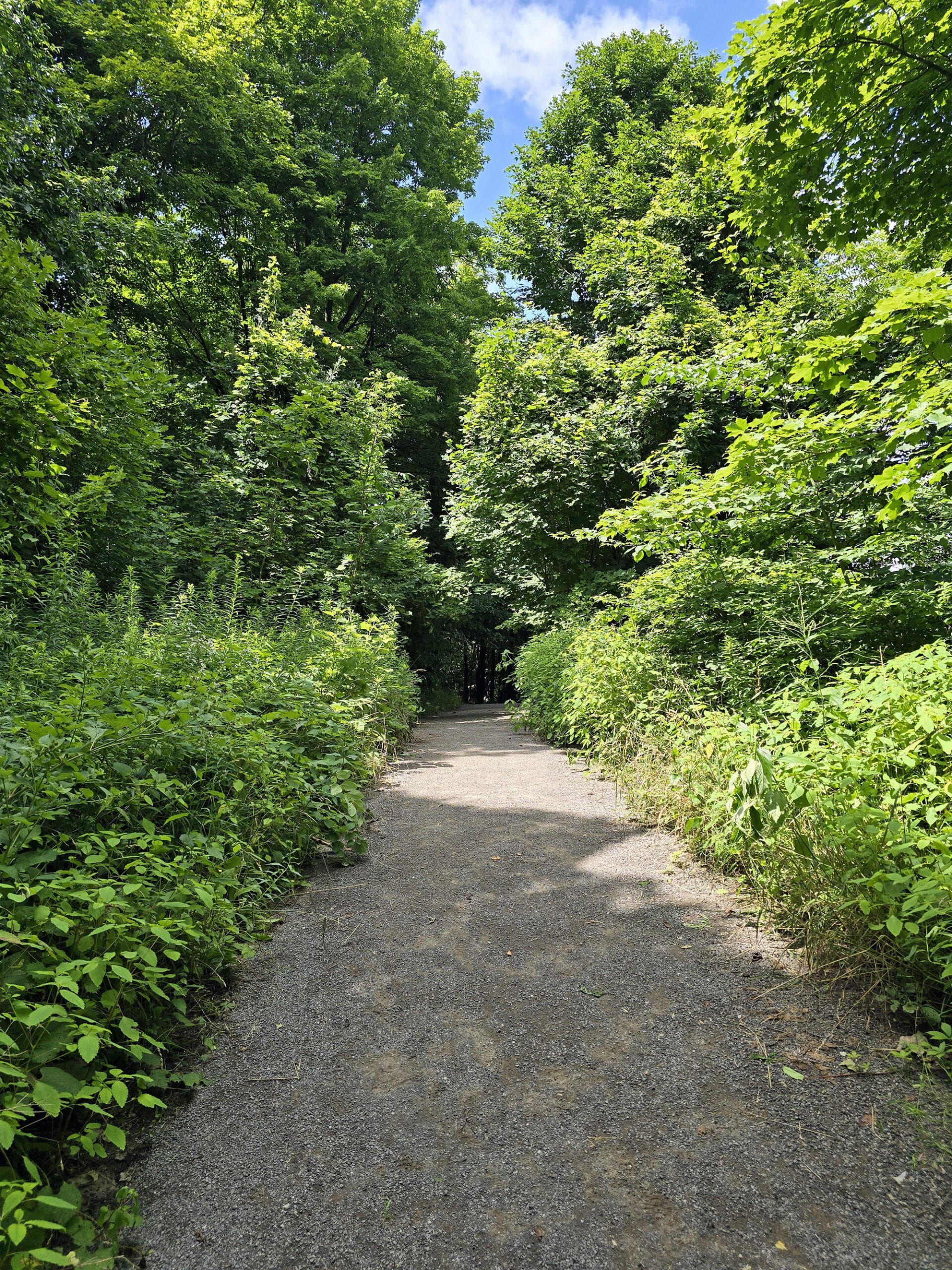 A wide, flat, gravel trail leading into the woods.