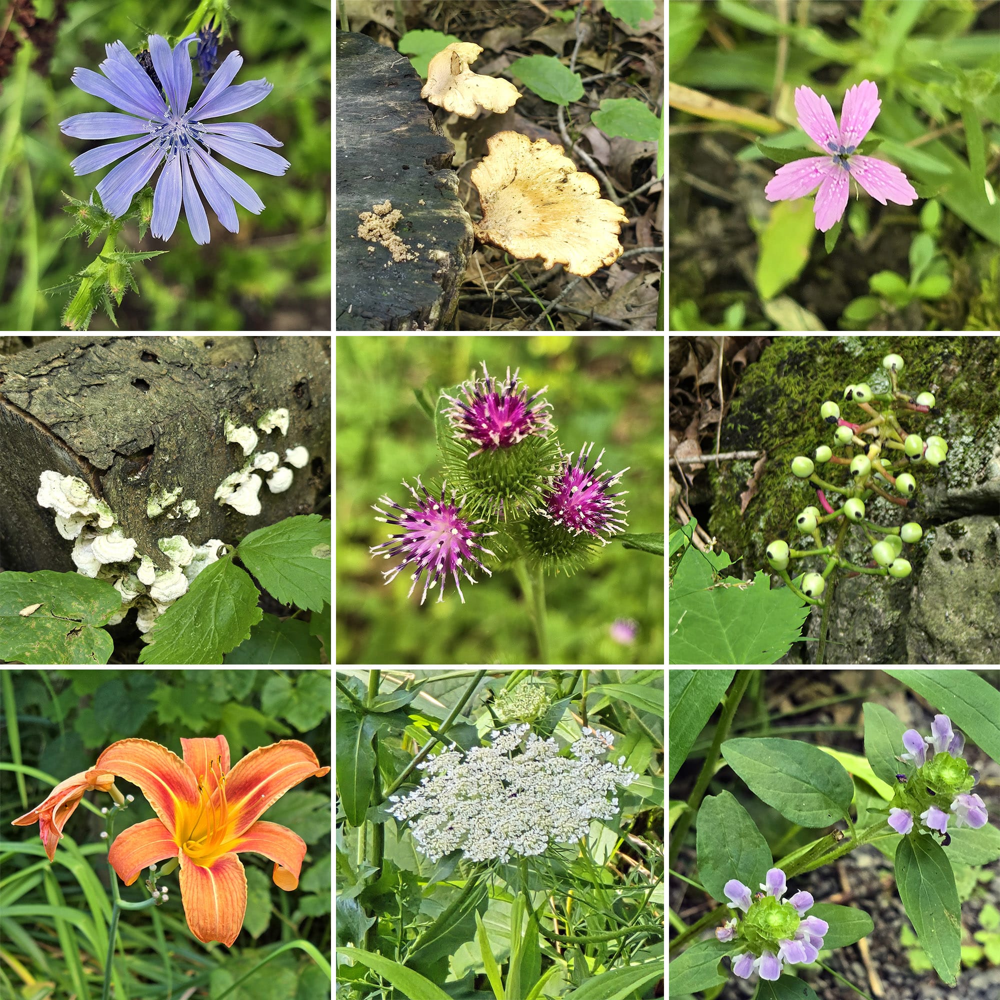 A 9 part image showing various wildflowers and fungi.