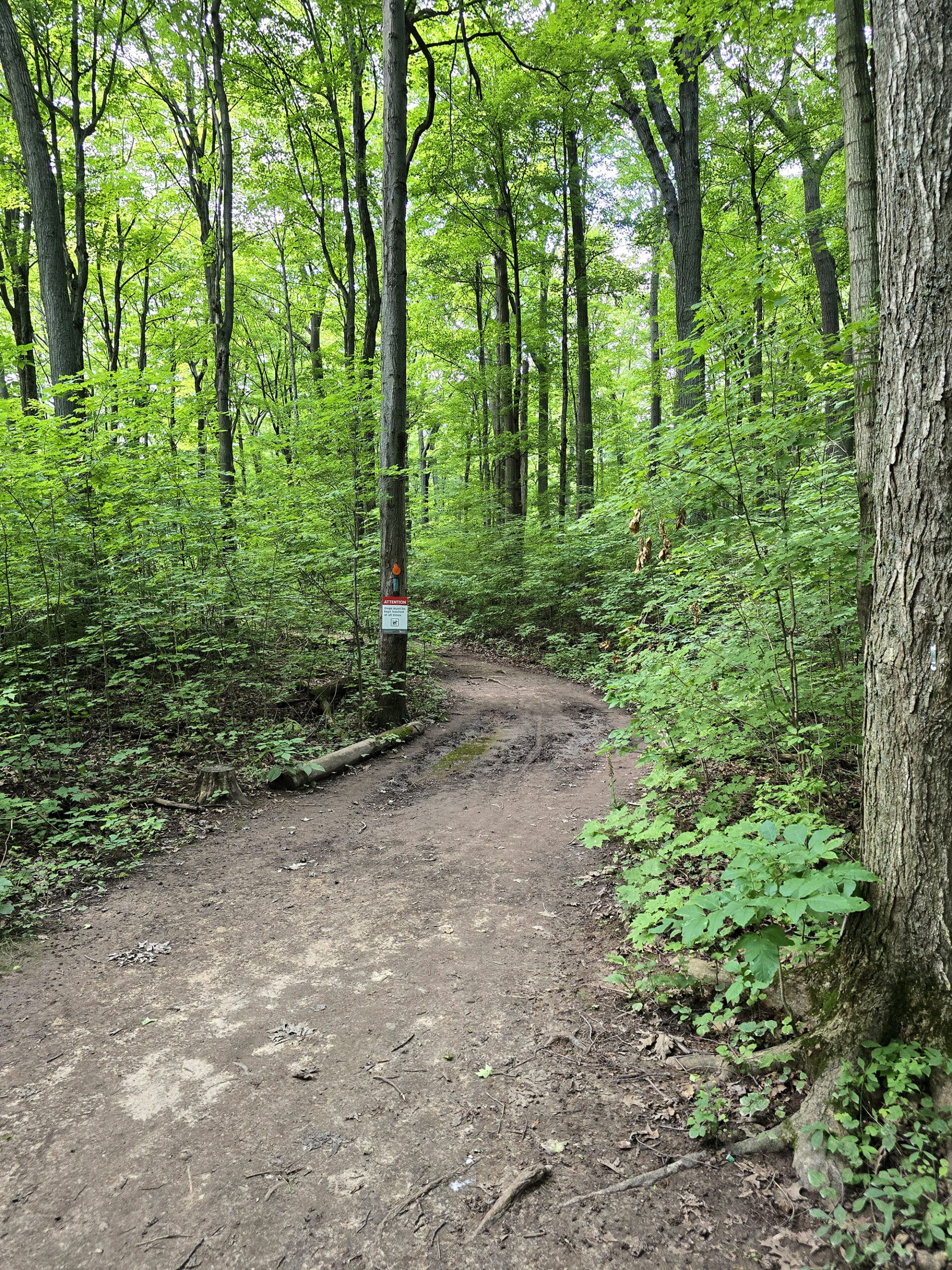 A wide trail winding through the woods.